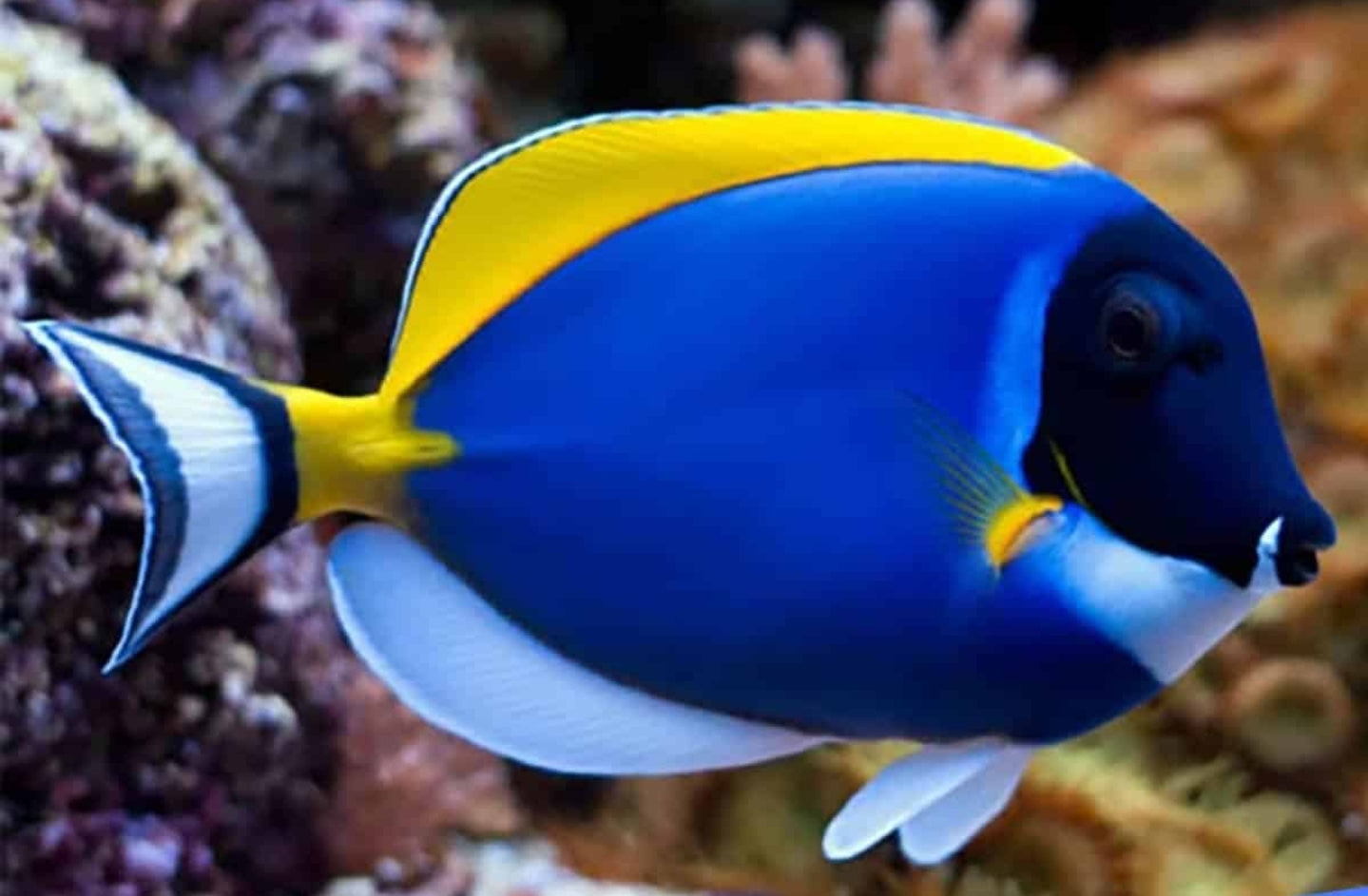 Powder Blue Tang new - Shipwreck Cove Corals
