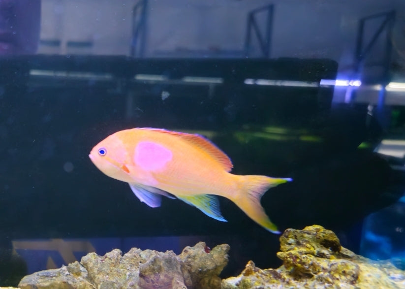 Male Purple Square Anthais medium - Shipwreck Cove Corals