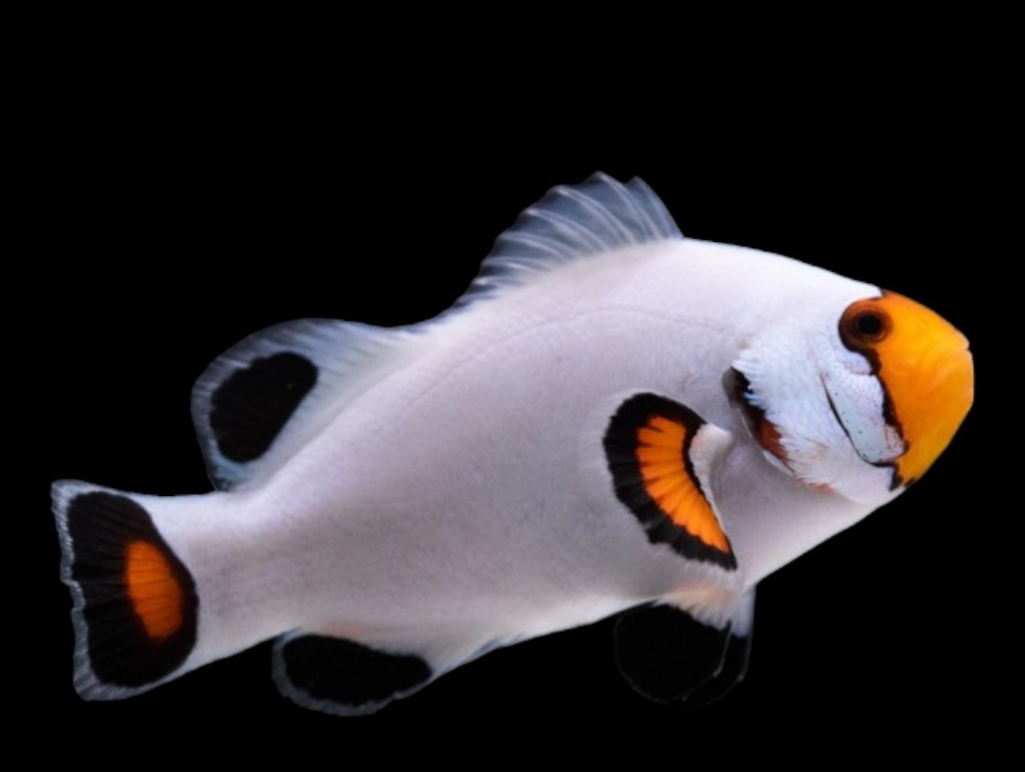 Platinum clown fish - Shipwreck Cove Corals