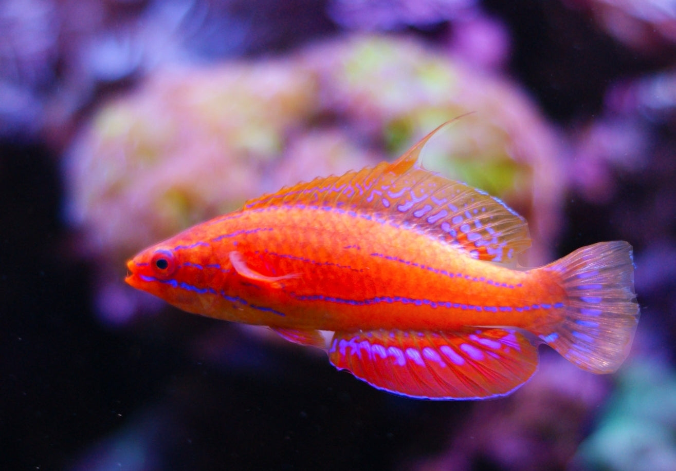 Carpenter Flasher Wrasse - Shipwreck Cove Corals