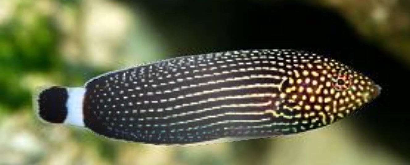 Lined Tamarin Wrasse - Shipwreck Cove Corals