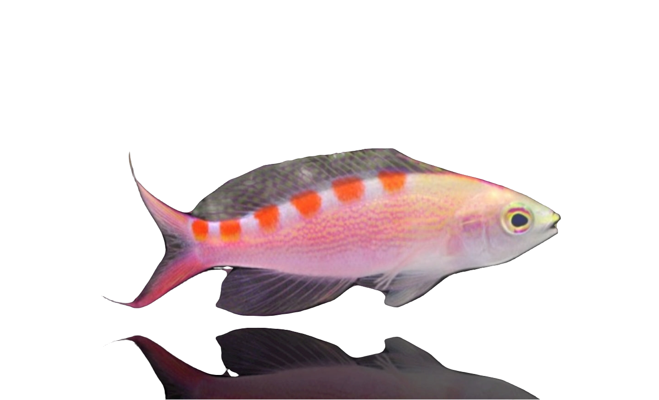 Pseudanthias flavoguttatus/red Saddled Anthias - Shipwreck Cove Corals