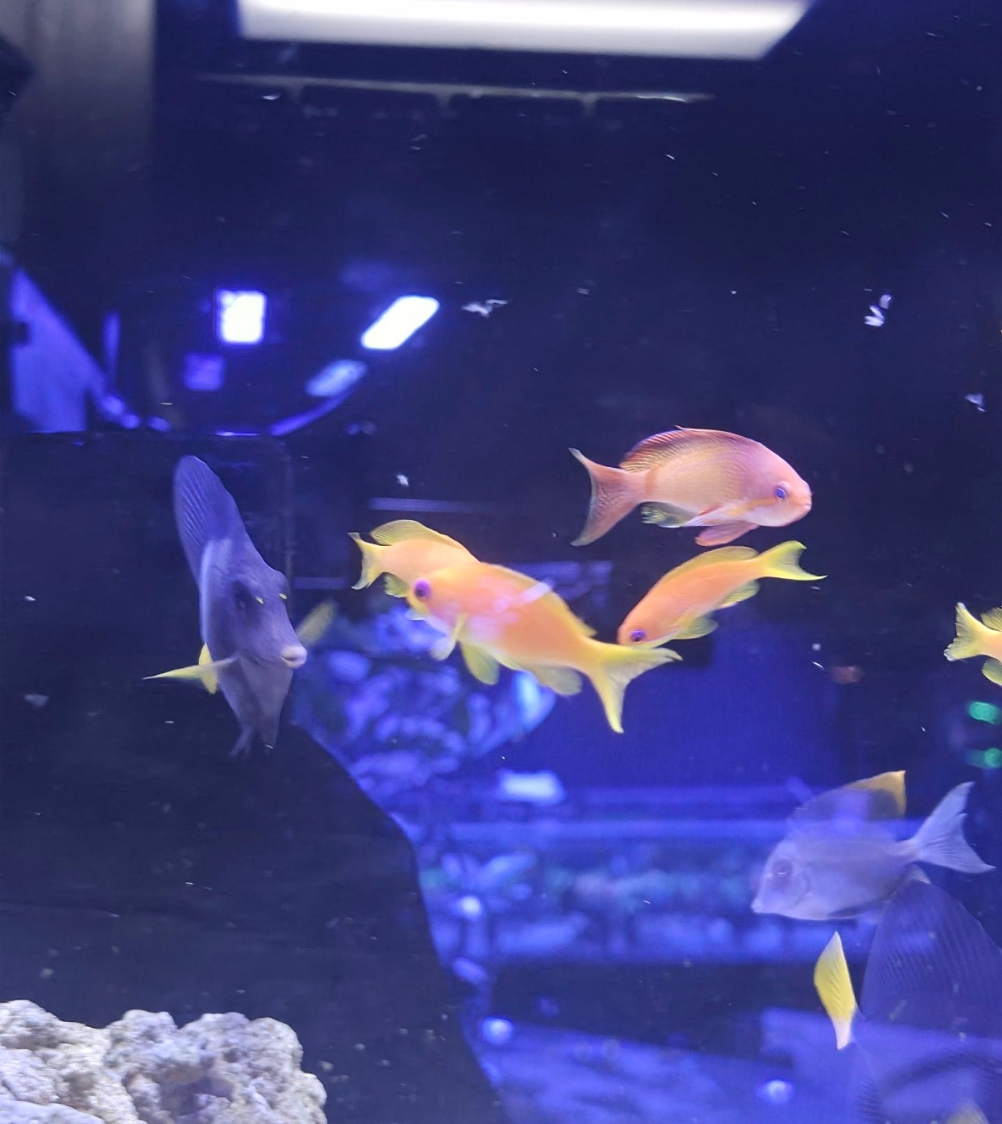 Lyretail Anthias Female - Shipwreck Cove Corals