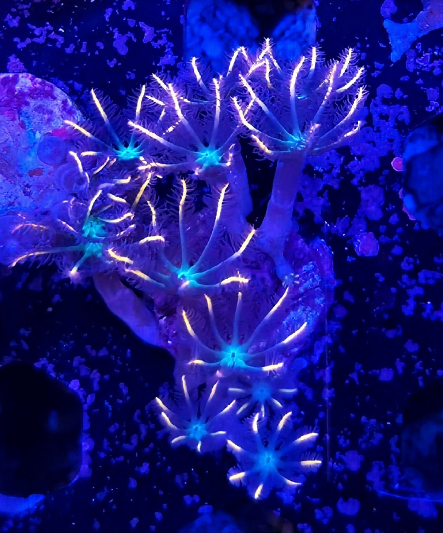 WYSIWYG Firework Clove Polyps coral frag