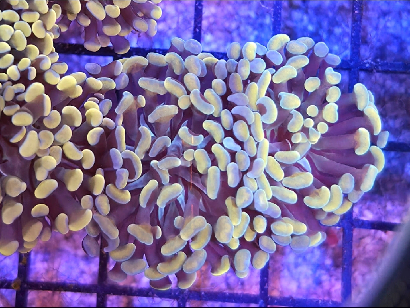 WYSIWYG Gold and Blue tip hammer coral 2 heads