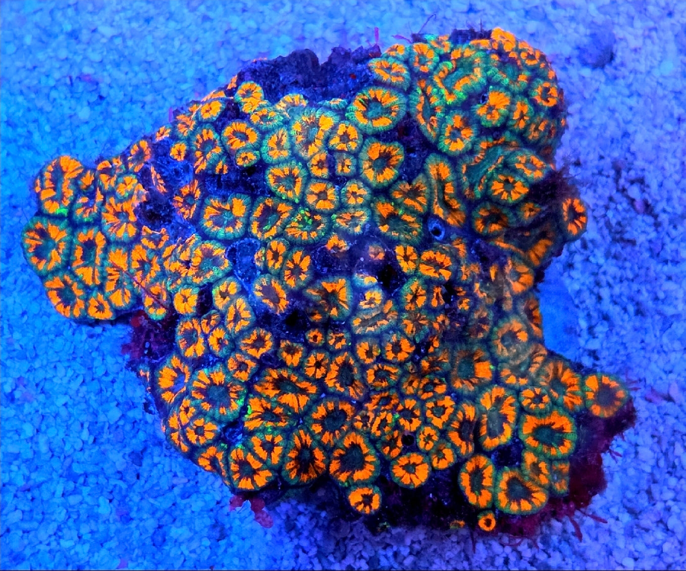 Ultra Acan Micromussa Coral Frag 3 Heads