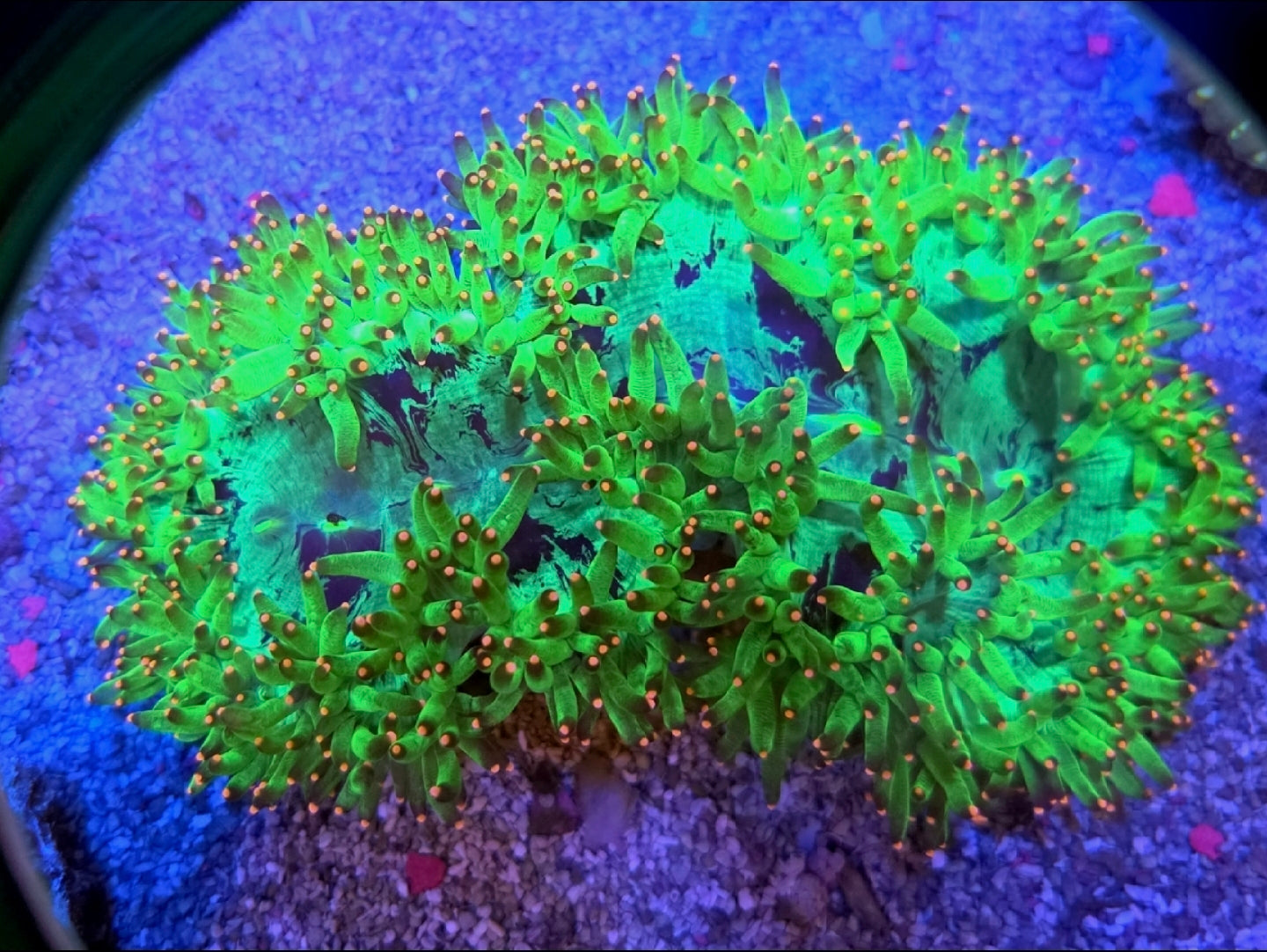 WYSIWYG L/G Ultra Pink Tip Elegance coral
