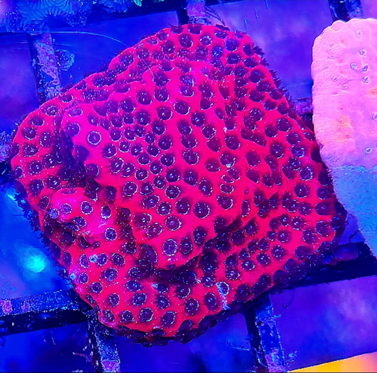 WYSIWYG Paradise Punch Monti coral frag