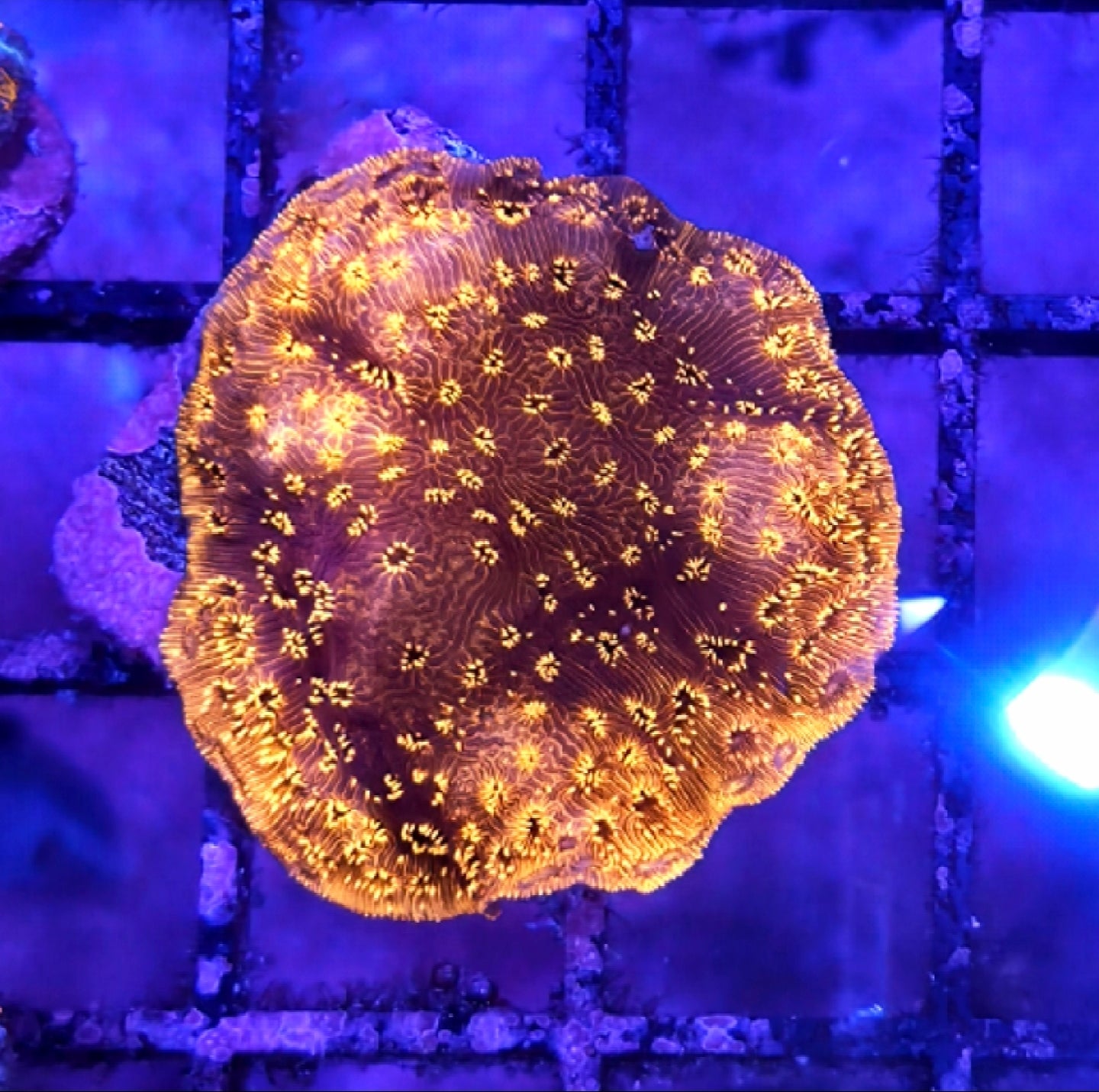 WYSIWYG Gold Pavona coral
