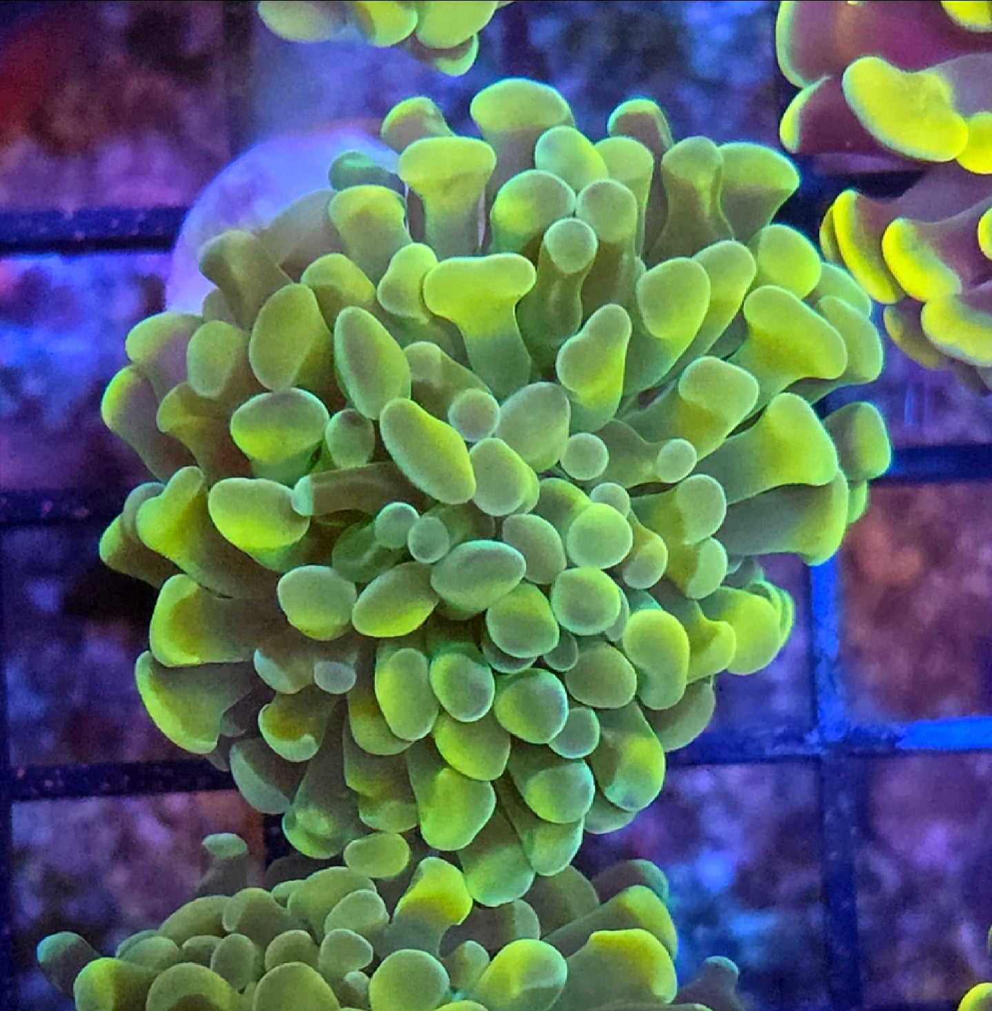 WYSIWYG Ultra Gold Hammer coral 1 head