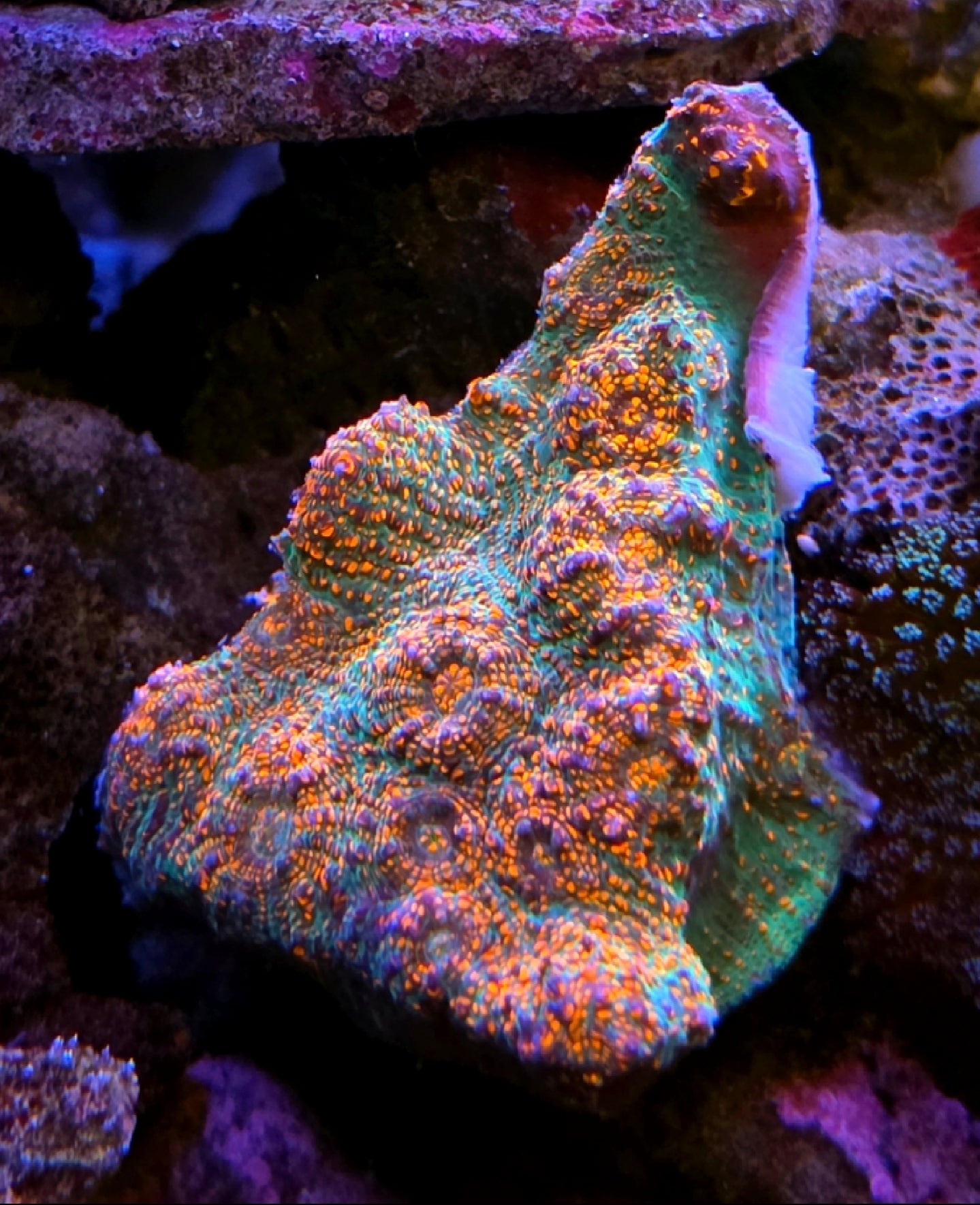 CB Chameleon Chalice Coral Frag