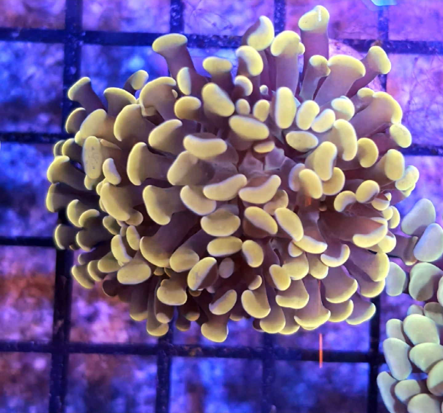 WYSIWYG Gold Hammer coral