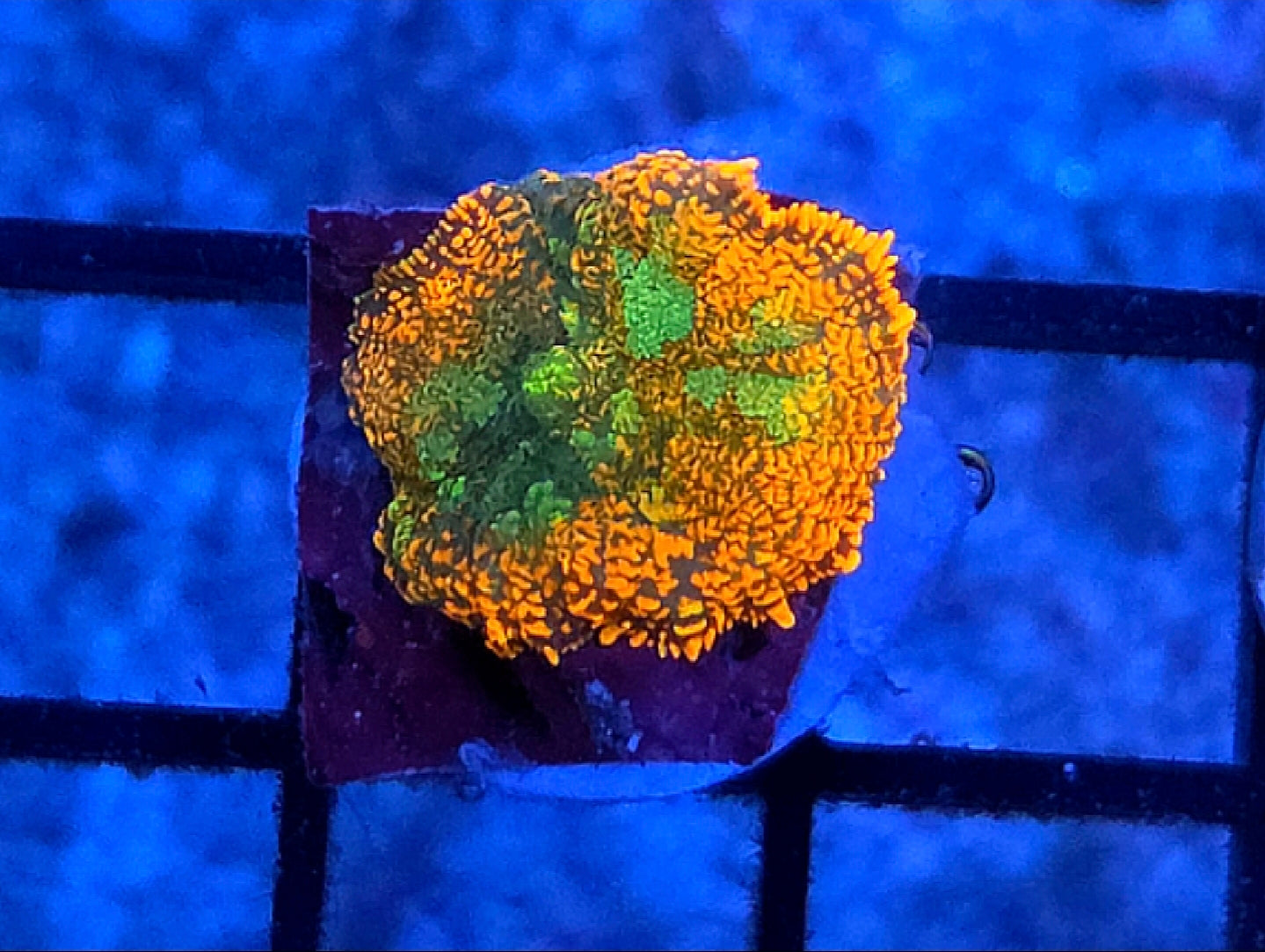 WYSIWYG Rainbow Drop Rhodactus Mushroom Coral Frag 1 Mushroom