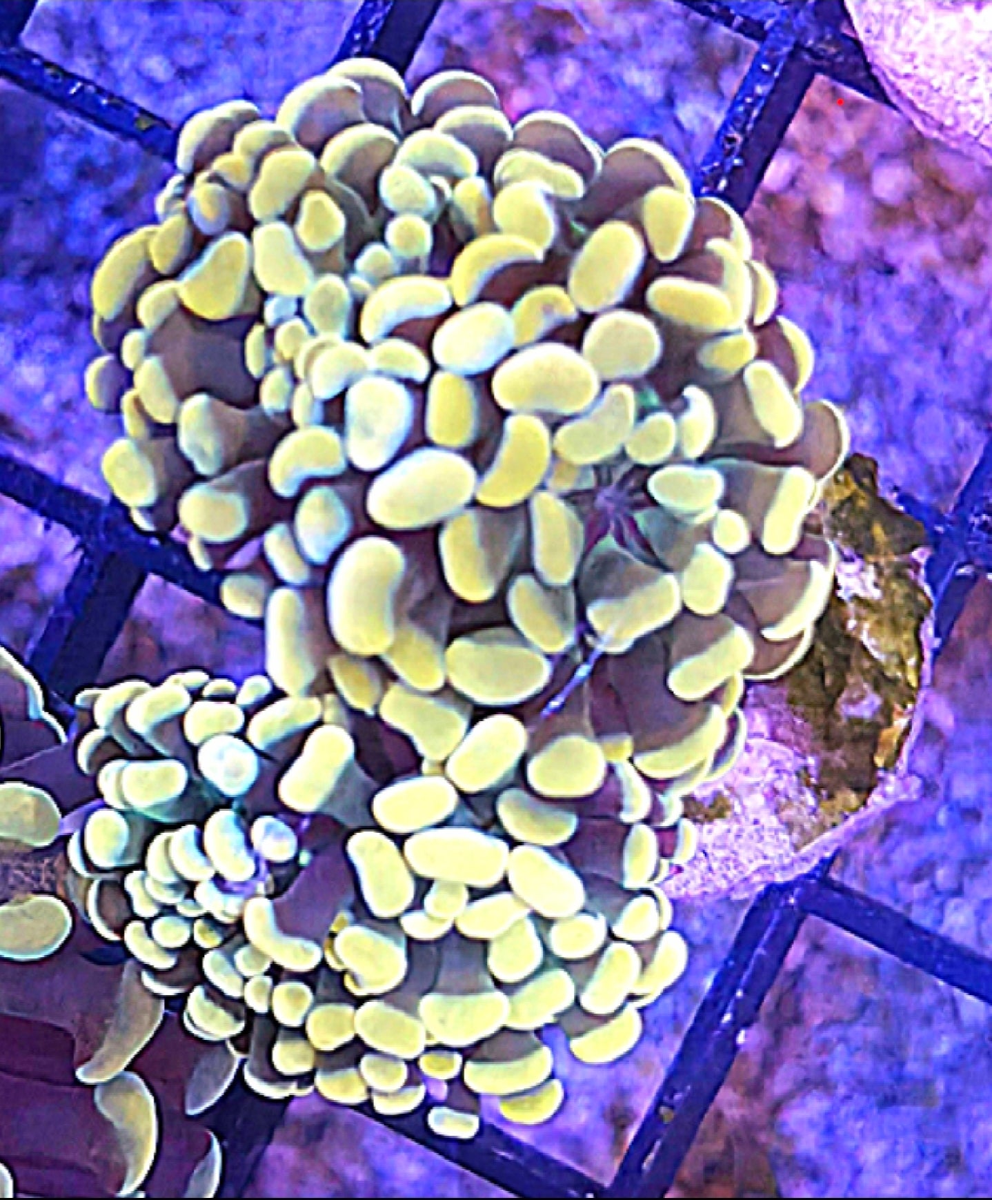WYSIWYG Gold Hammer coral frag 3 heads