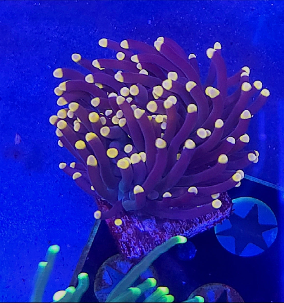 WYSIWYG Purple with Yellow tip Torch coral #2 - Shipwreck Cove Corals