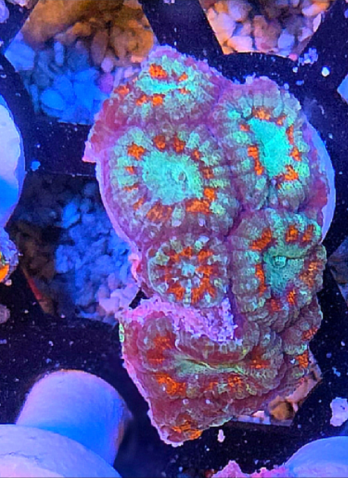 WYSIWYG Fire And Ice Acan Coral Frag 6 Heads