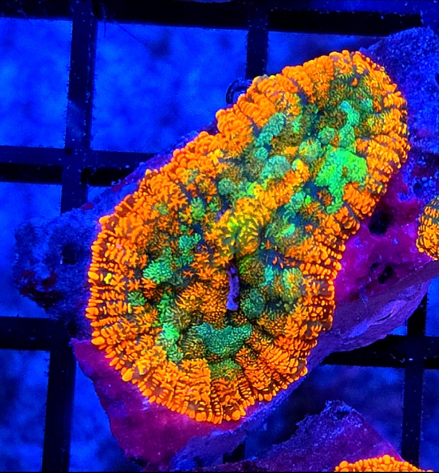 WYSIWYG Rainbow Drop Rhodactus Mushroom Coral Frag 1 Mushroom