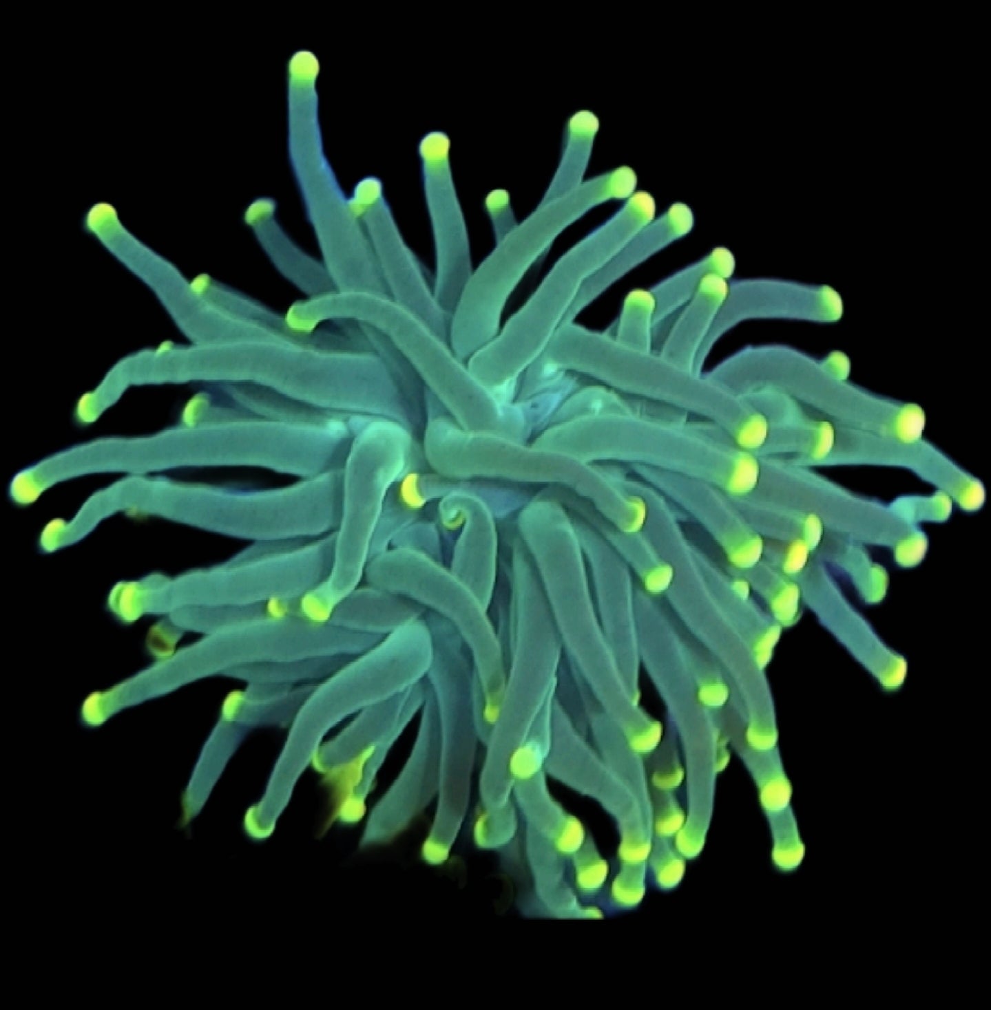 WYSIWYG Lemon Drop Torch Coral - Shipwreck Cove Corals