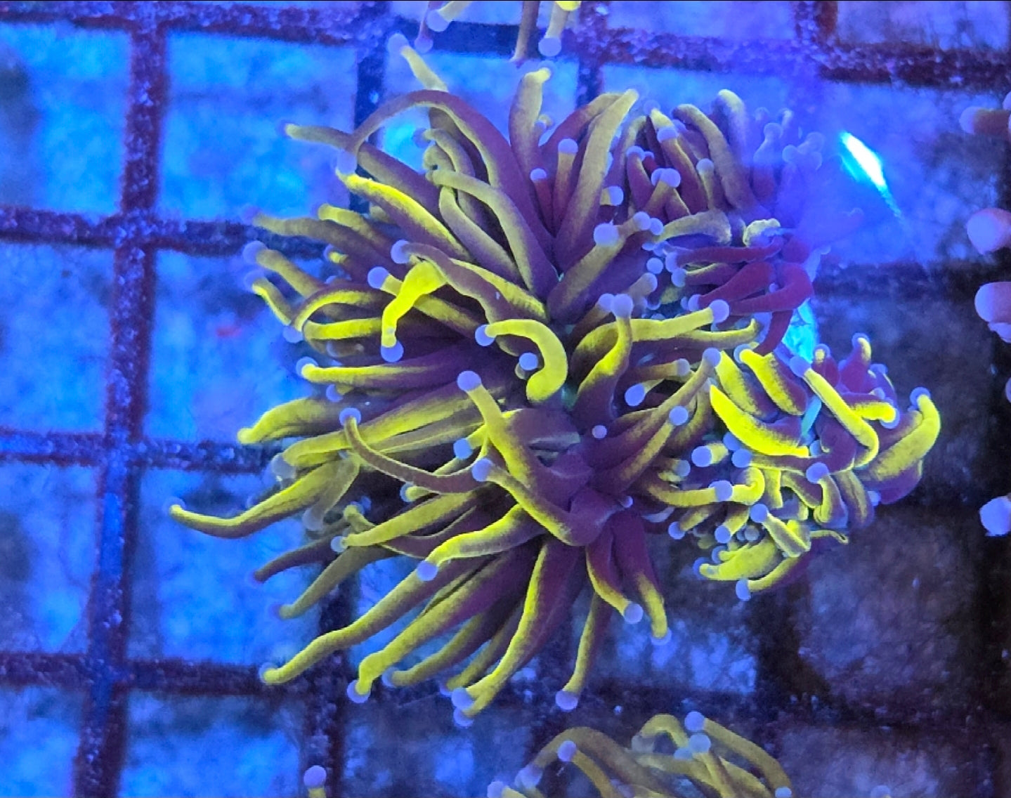 WYSIWYG 24K Gold Torch Coral Frag 1 Head
