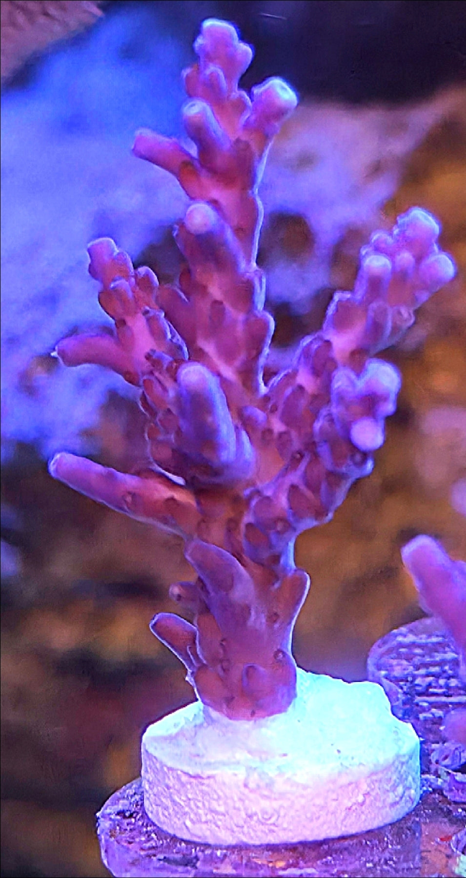 WYSIWYG Purple Valida Acro frag