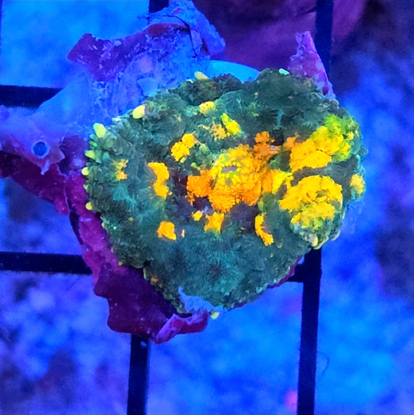 WYSIWYG Sunkist Carpet Rhodactus Mushroom Coral Frag One Mushroom 1 Head
