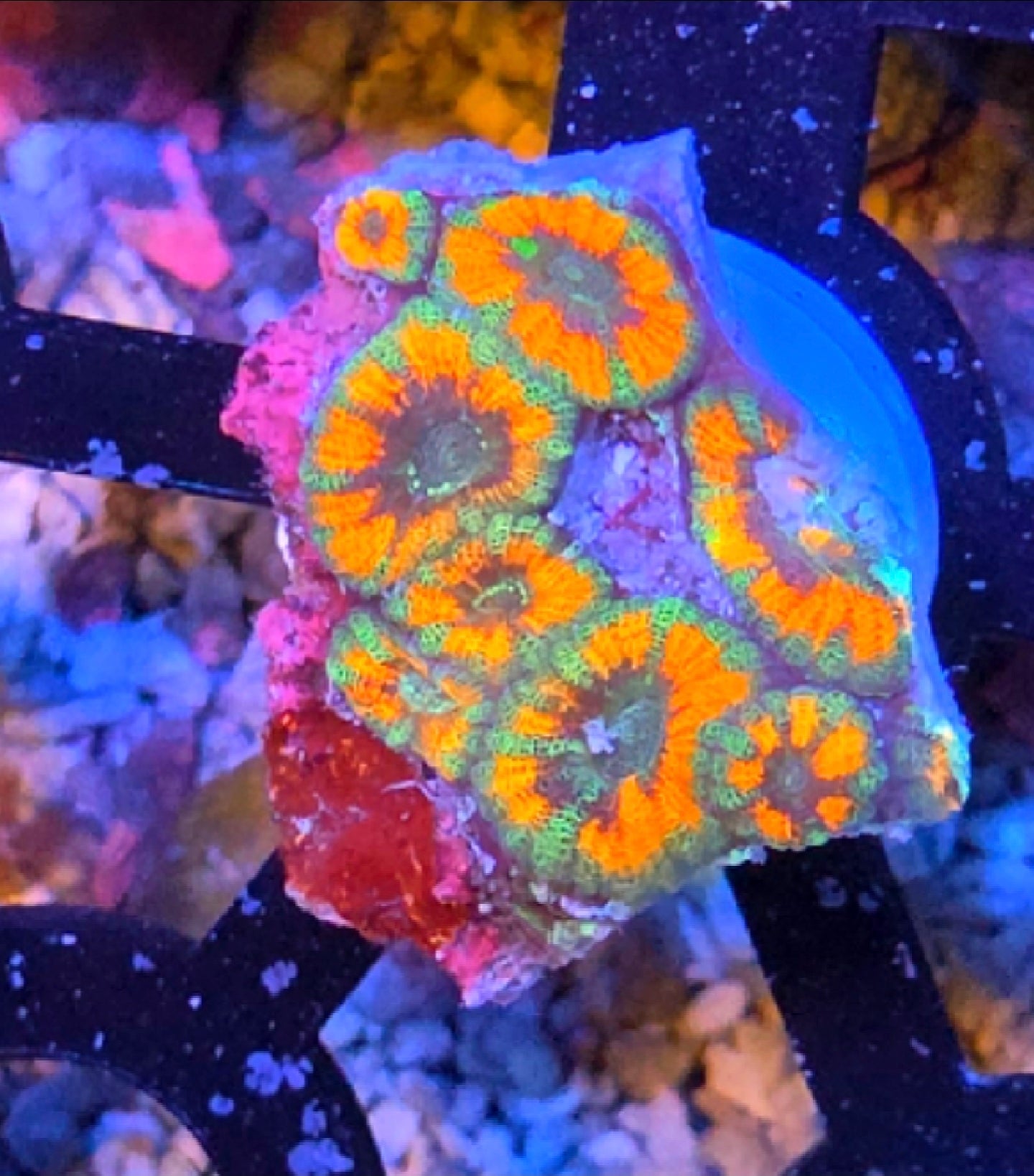 WYSIWYG Red Apple Acan Coral Frag 8 Heads