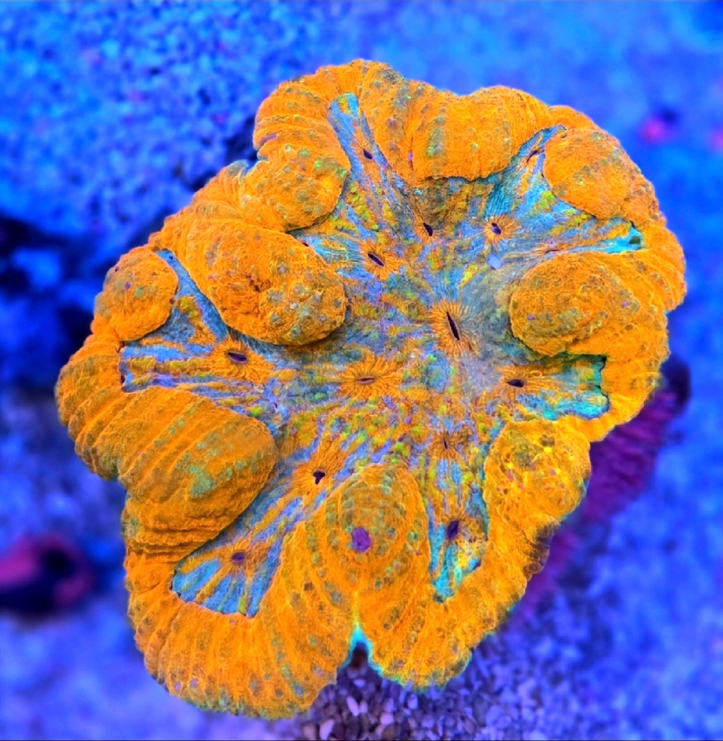 WYSIWYG Ultra Rainbow Mouth Symphyllia coral