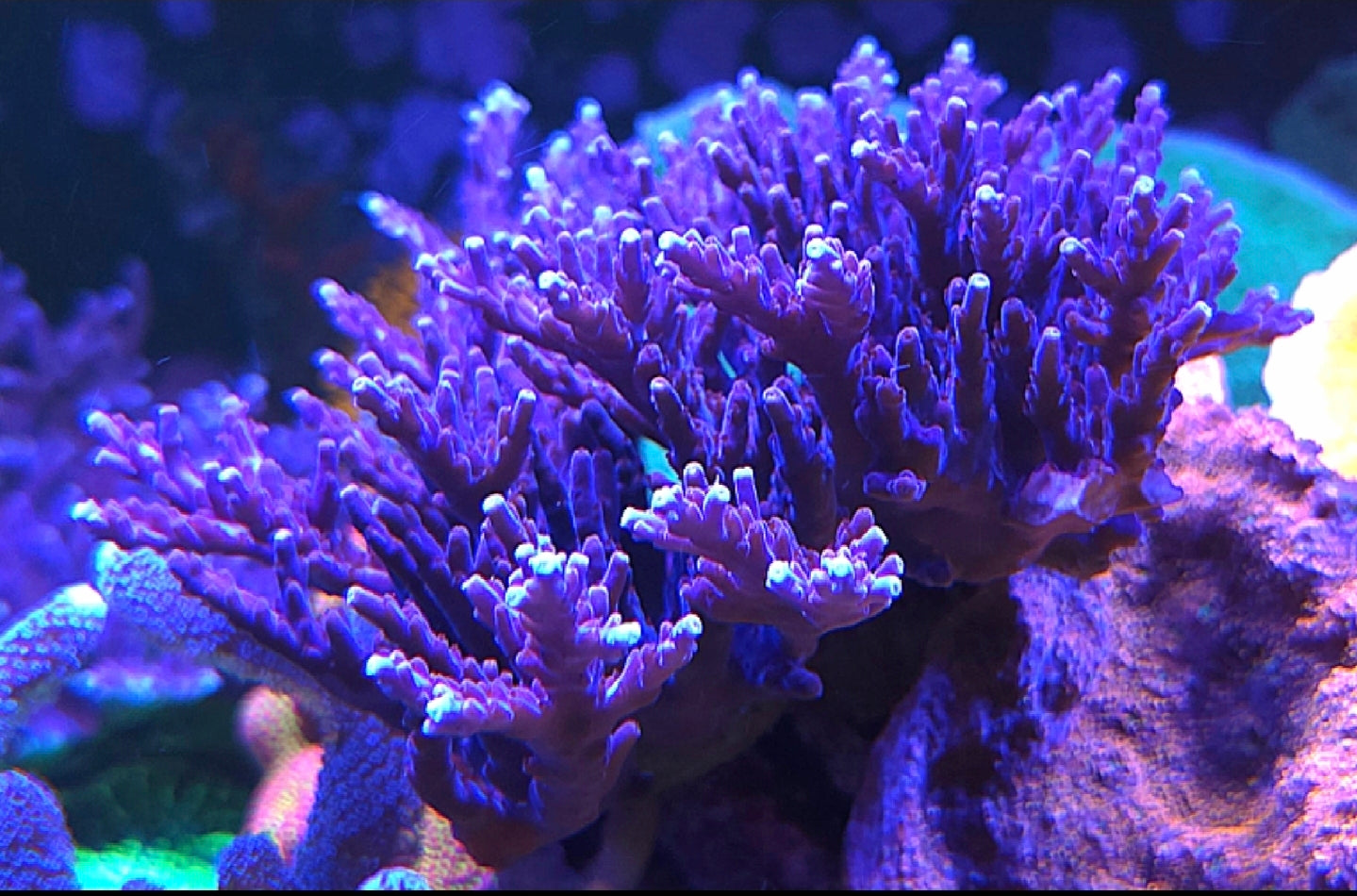 Purple Valida Acro Frag Large
