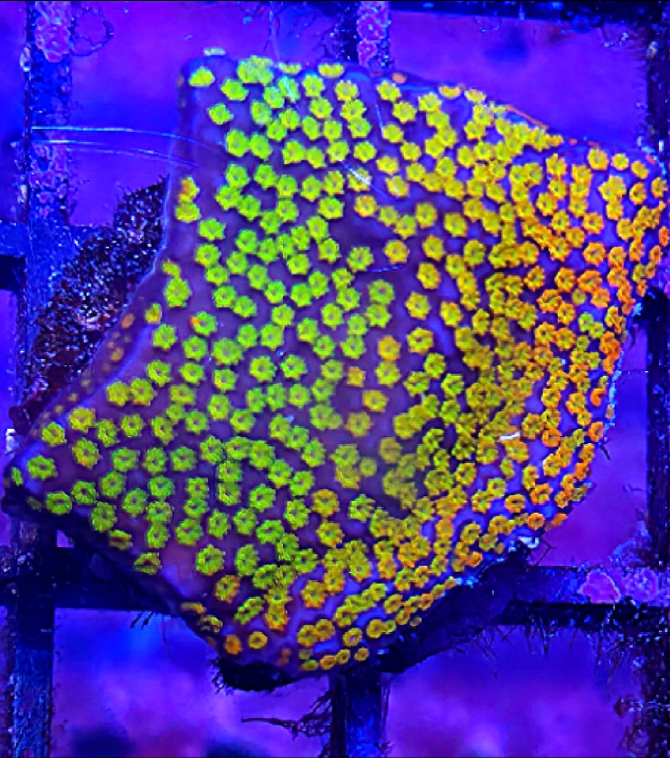 WYSIWYG Rainbow Monti coral frag