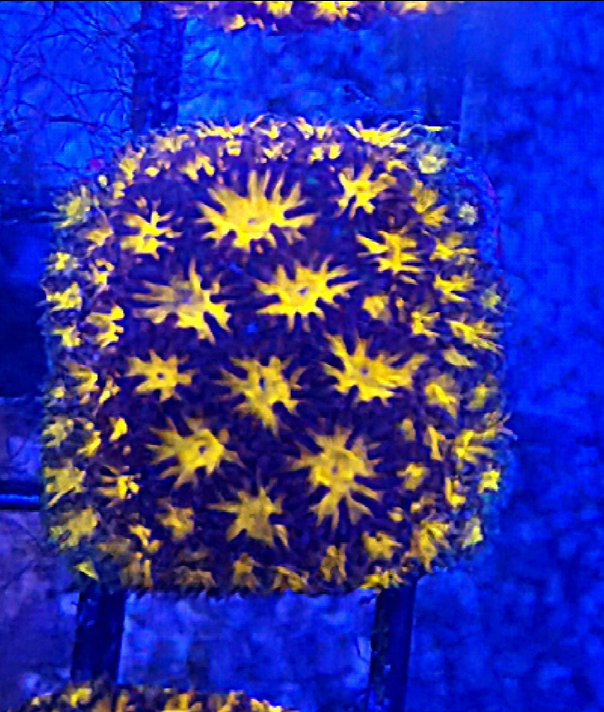 WYSIWYG Halloween lapastrea coral frag