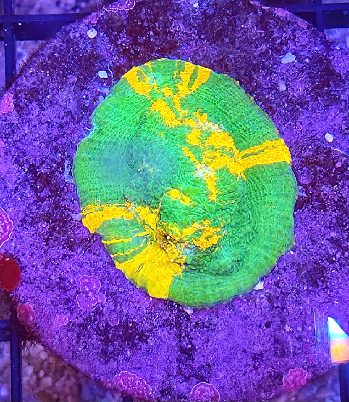 WYSIWYG SCC Melting Candle Chalice coral - Shipwreck Cove Corals