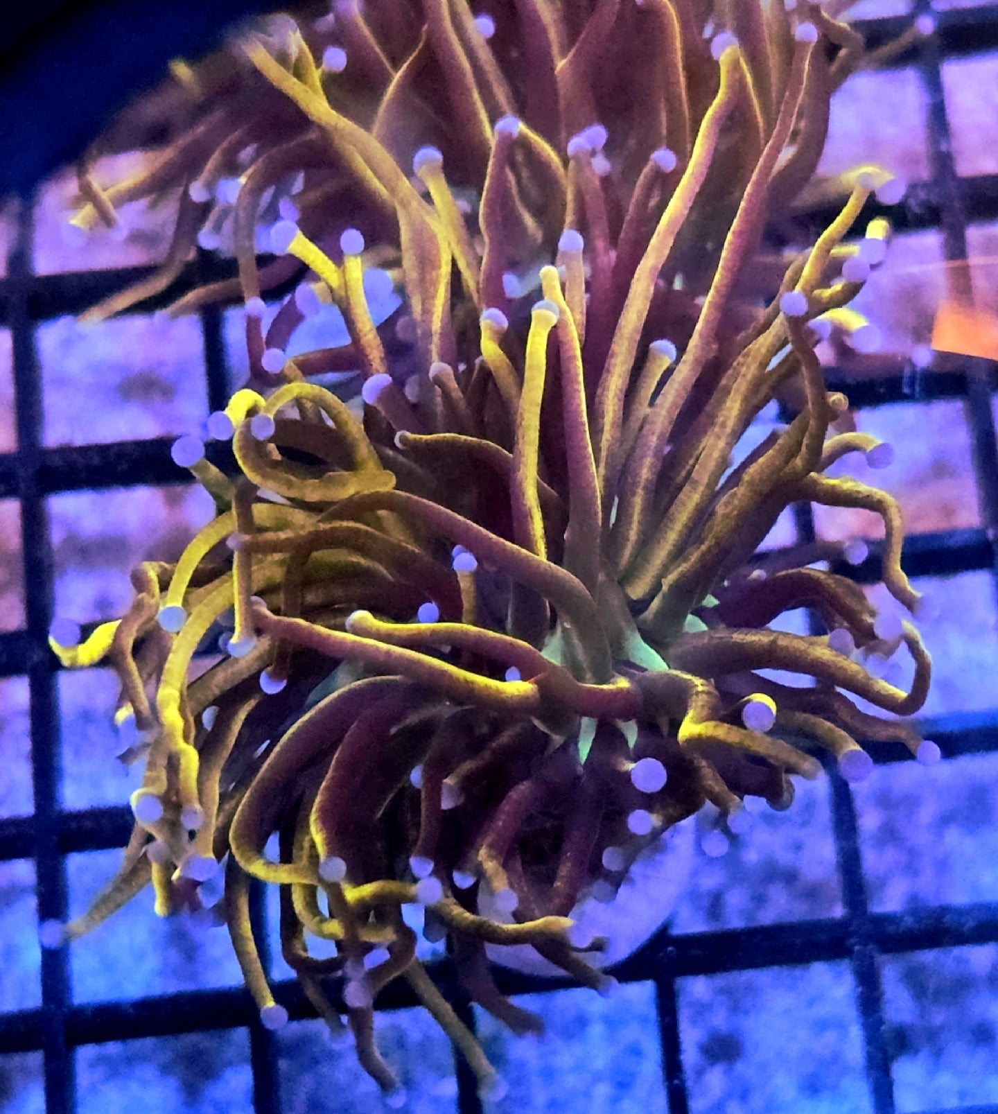 WYSIWYG Ultra Indo Gold Torch coral 1 head