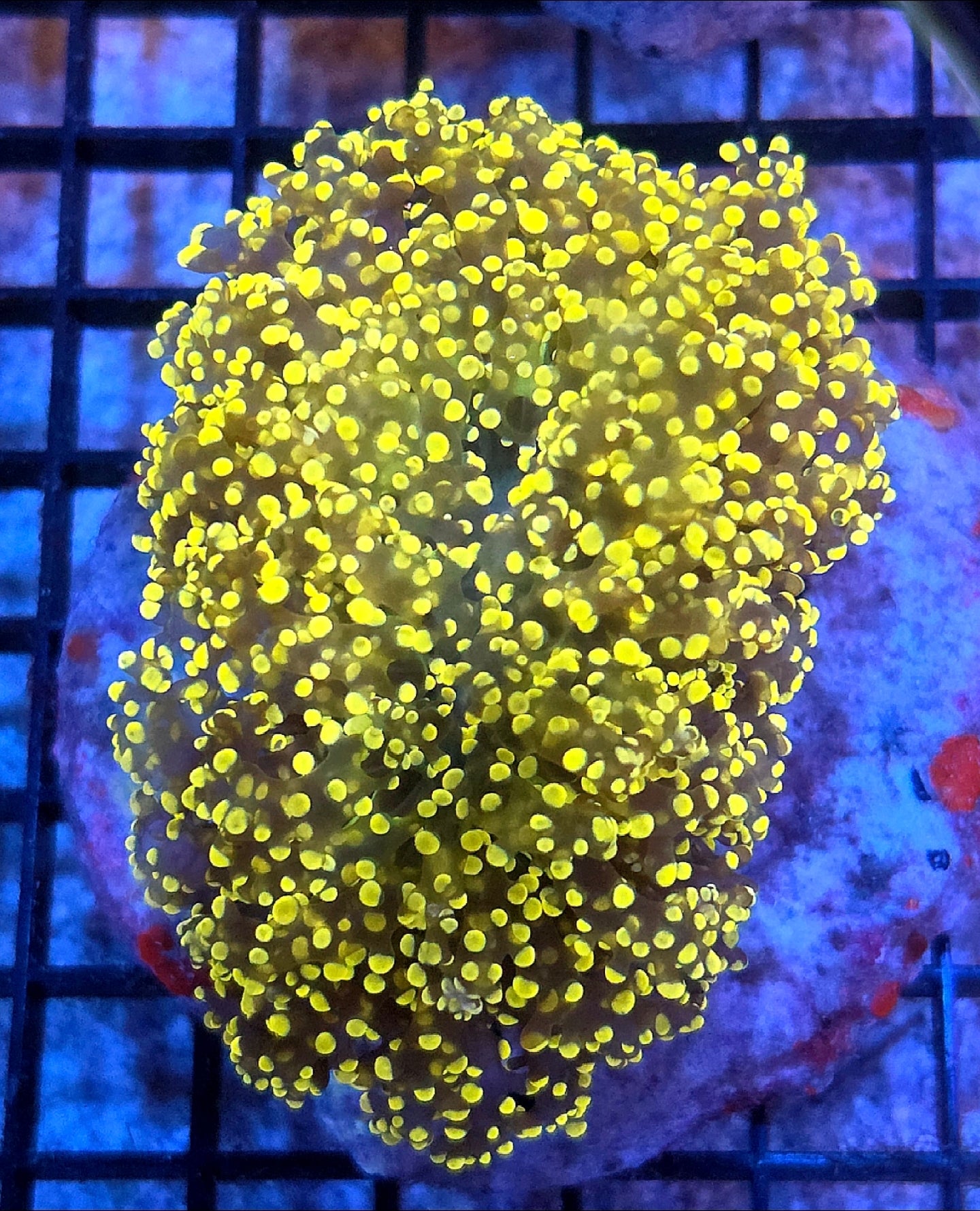WYSIWYG Yellow Kingspawn coral (rare)
