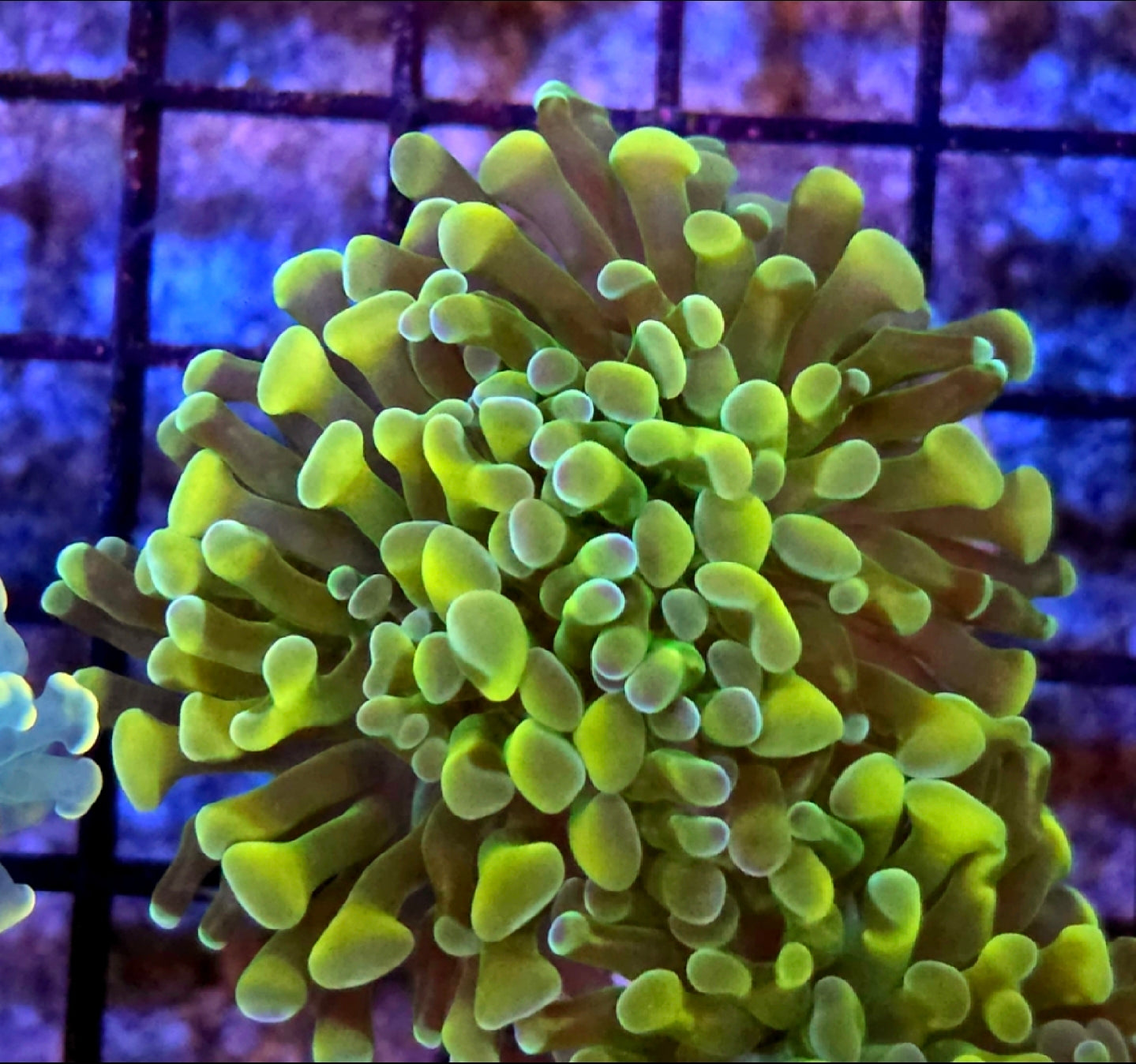WYSIWYG Ultra Gold Hammer coral 2 heads