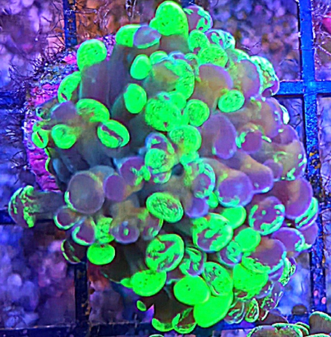 WYSIWYG Toxic Splatter Hammer coral frag