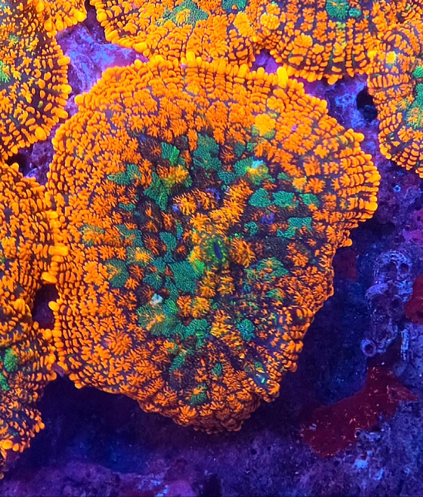 Rainbow Drop Rohdactus Mushroom Coral Frag 1 Mushroom