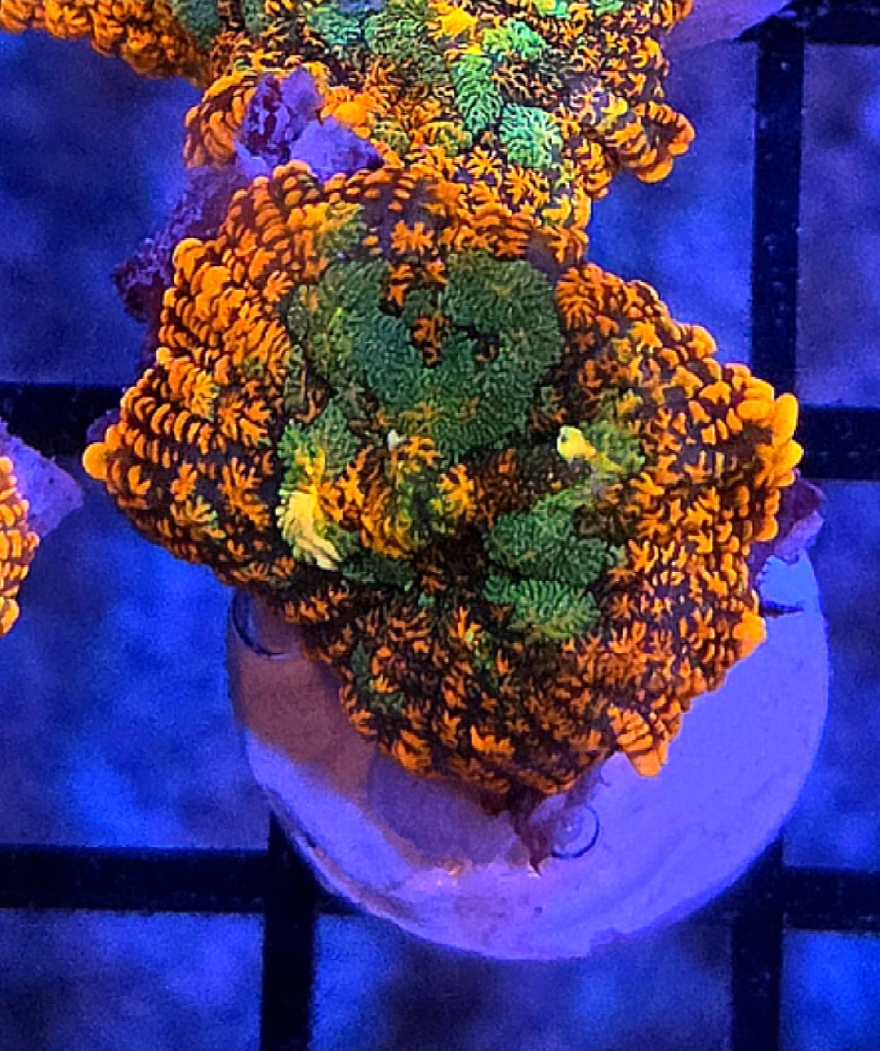 WYSIWYG Rainbow Drop Rhodactus Mushroom Coral Frag 1 Mushroom
