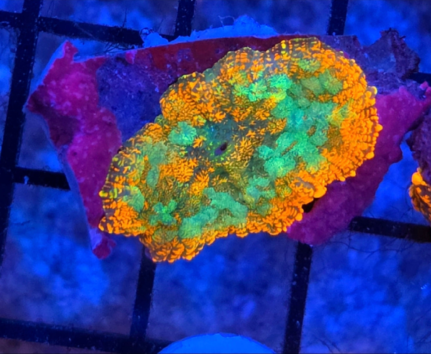 WYSIWYG Rainbow Drop Rhodactus Mushroom Coral Frag 1 Mushroom
