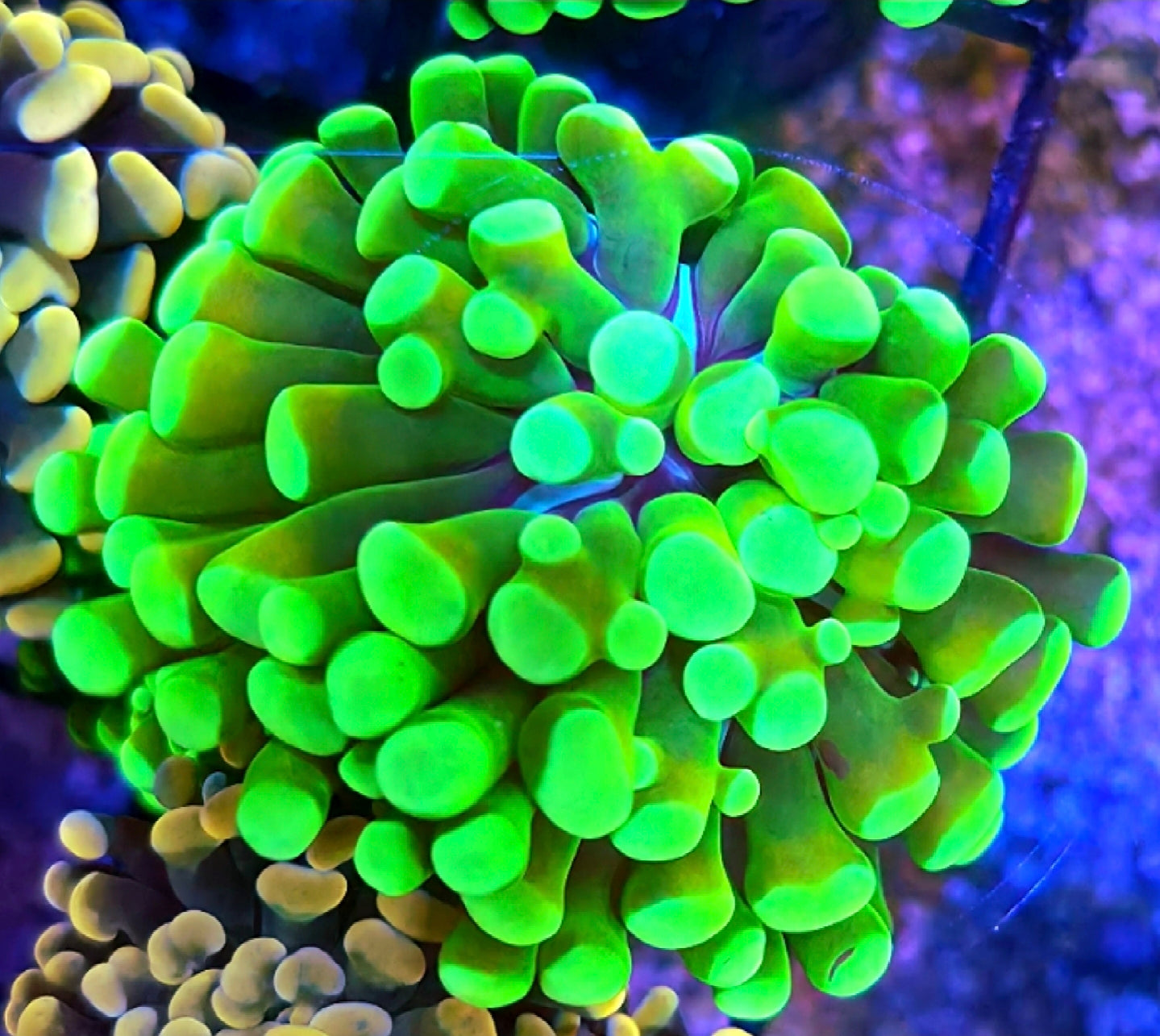 WYSIWYG Ultra Green and Yellow Hammer coral frag