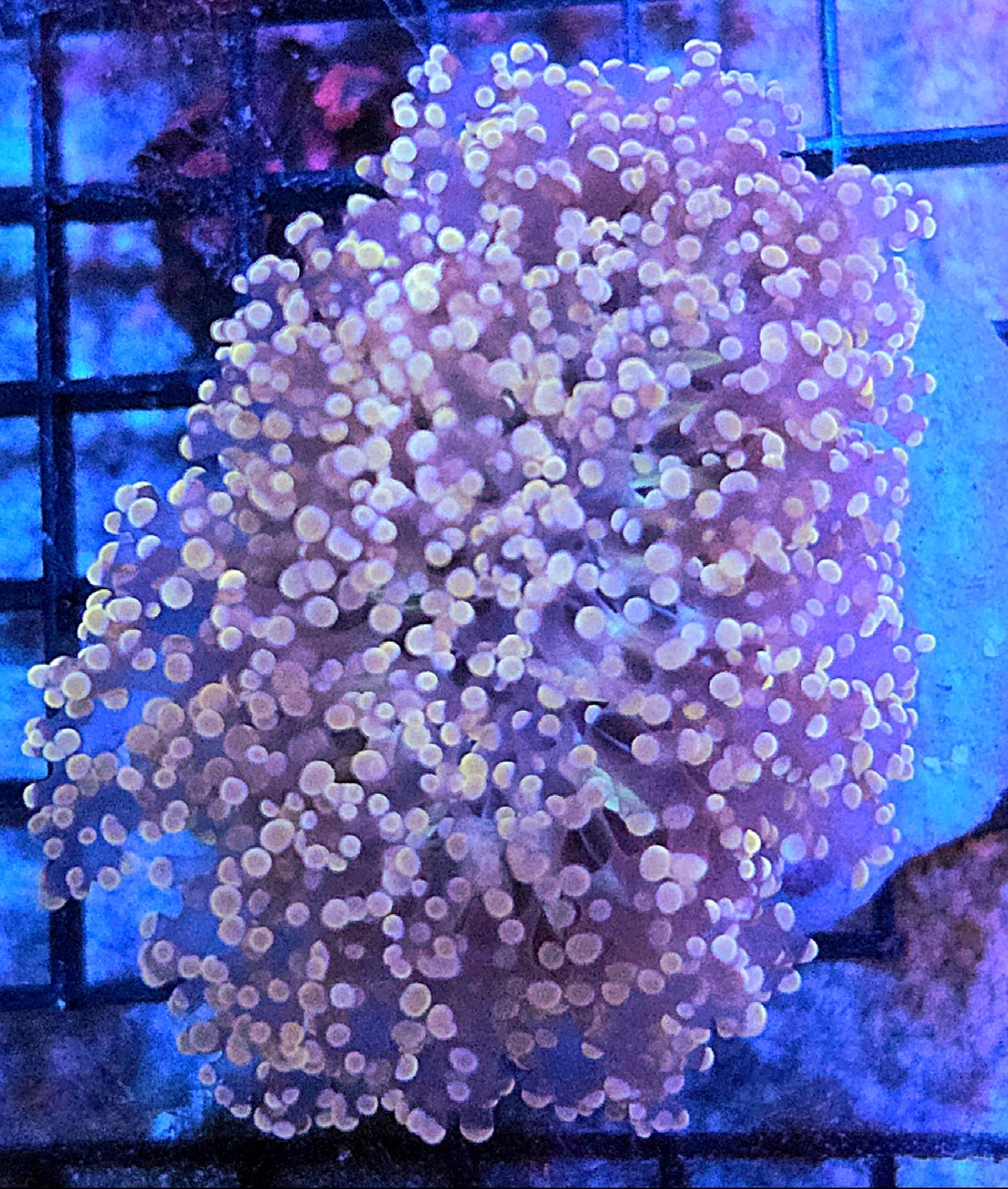 WYSIWYG Giant Head Pink Octospawn coral (Rare) 1 Large Head