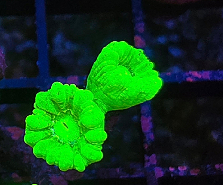 WYSIWYG Toxic Green Trumpet coral 2 heads