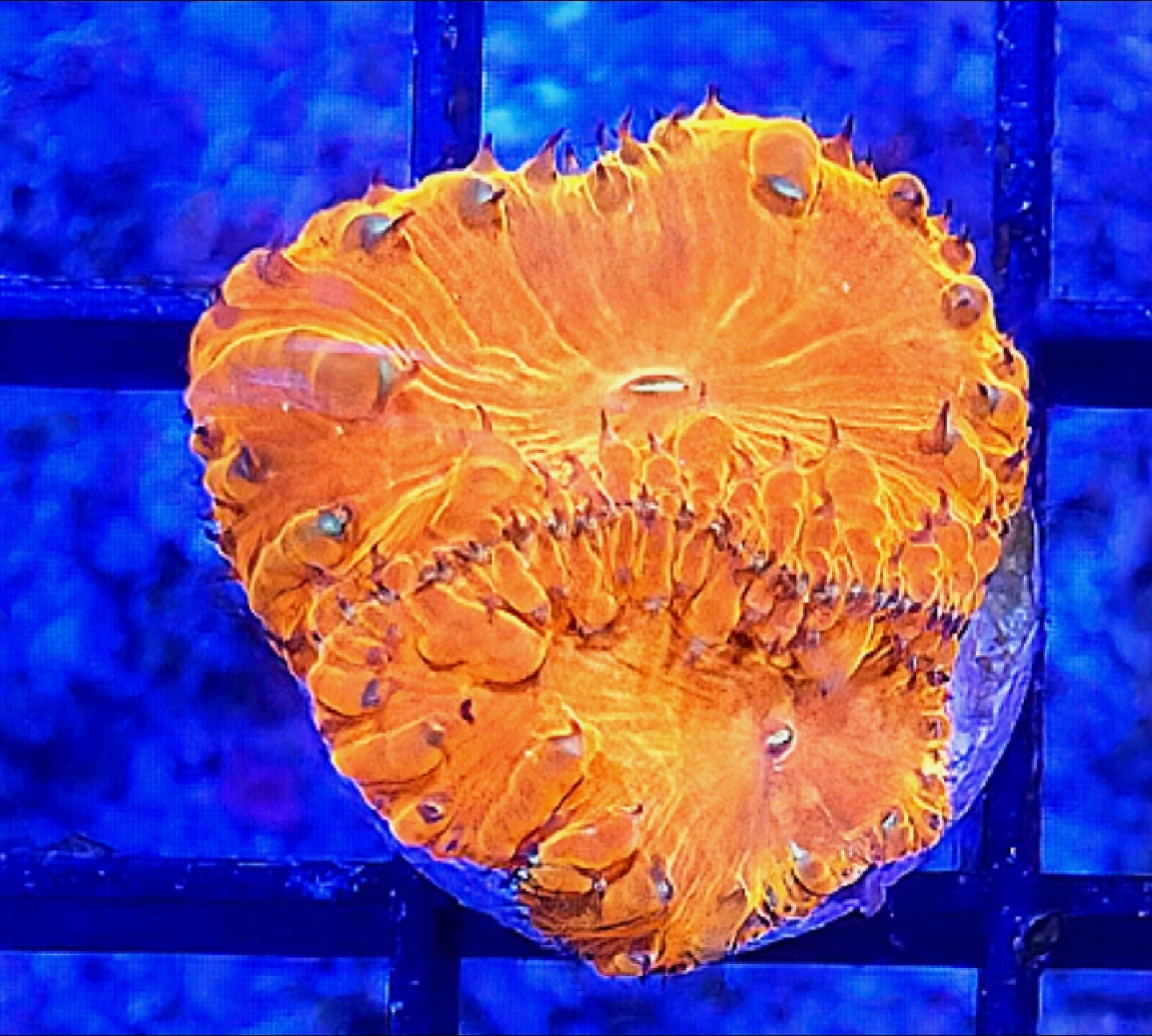 WYSIWYG Orange Blasto coral frag
