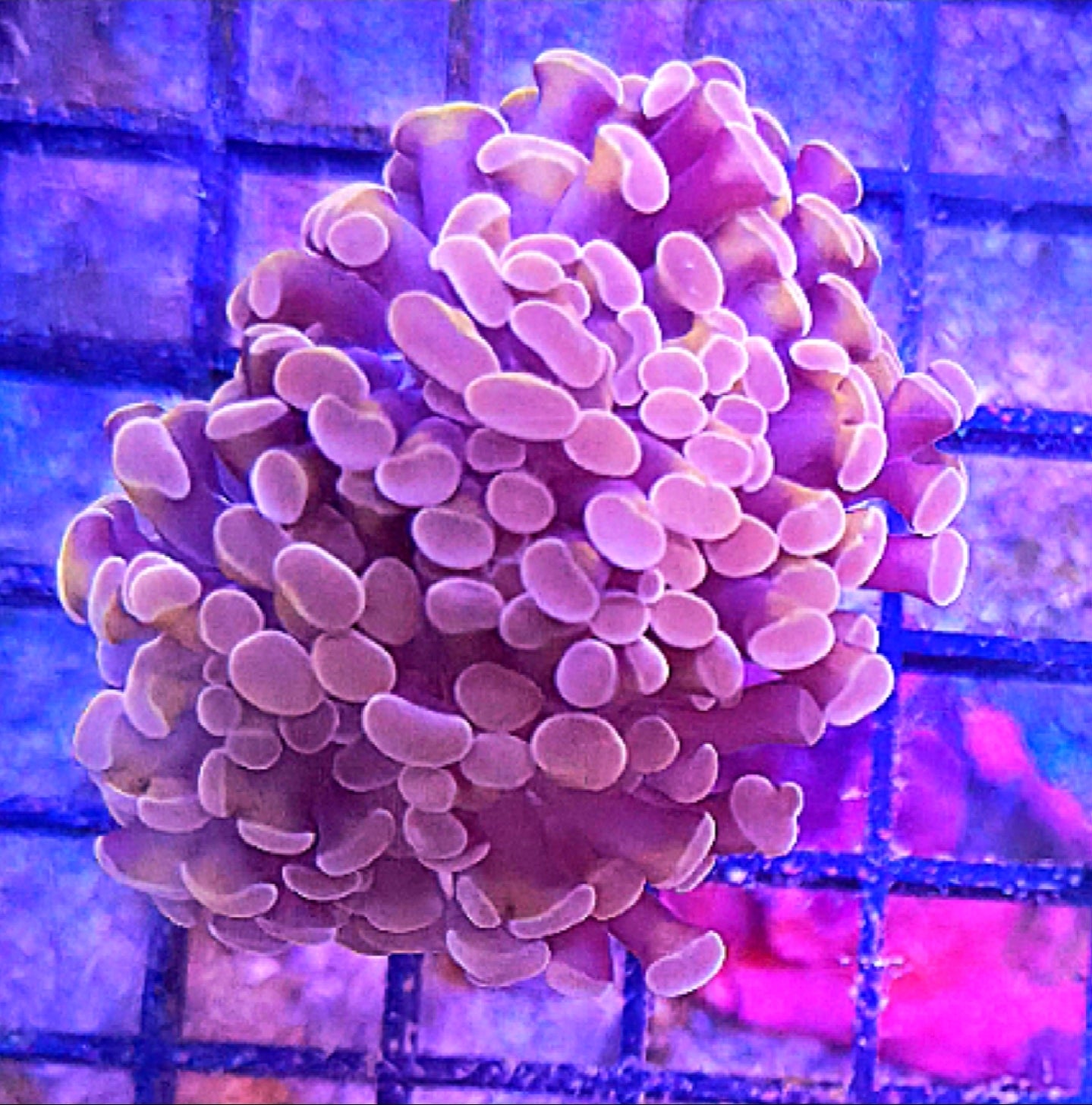 WYSIWYG Burgundy Hammer coral frag 2 heads