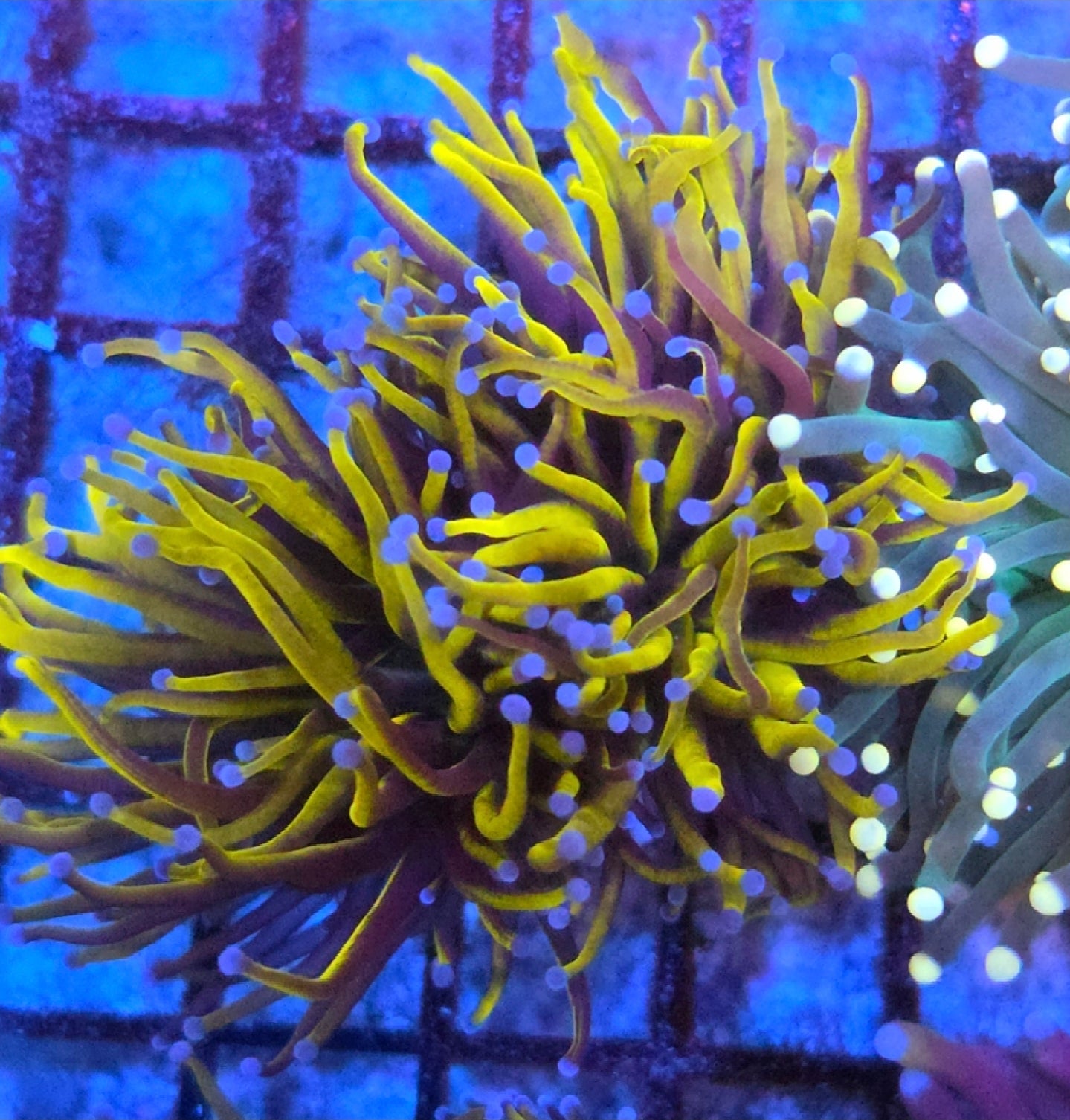 WYSIWYG 24k Gold Torch Coral 2 Heads