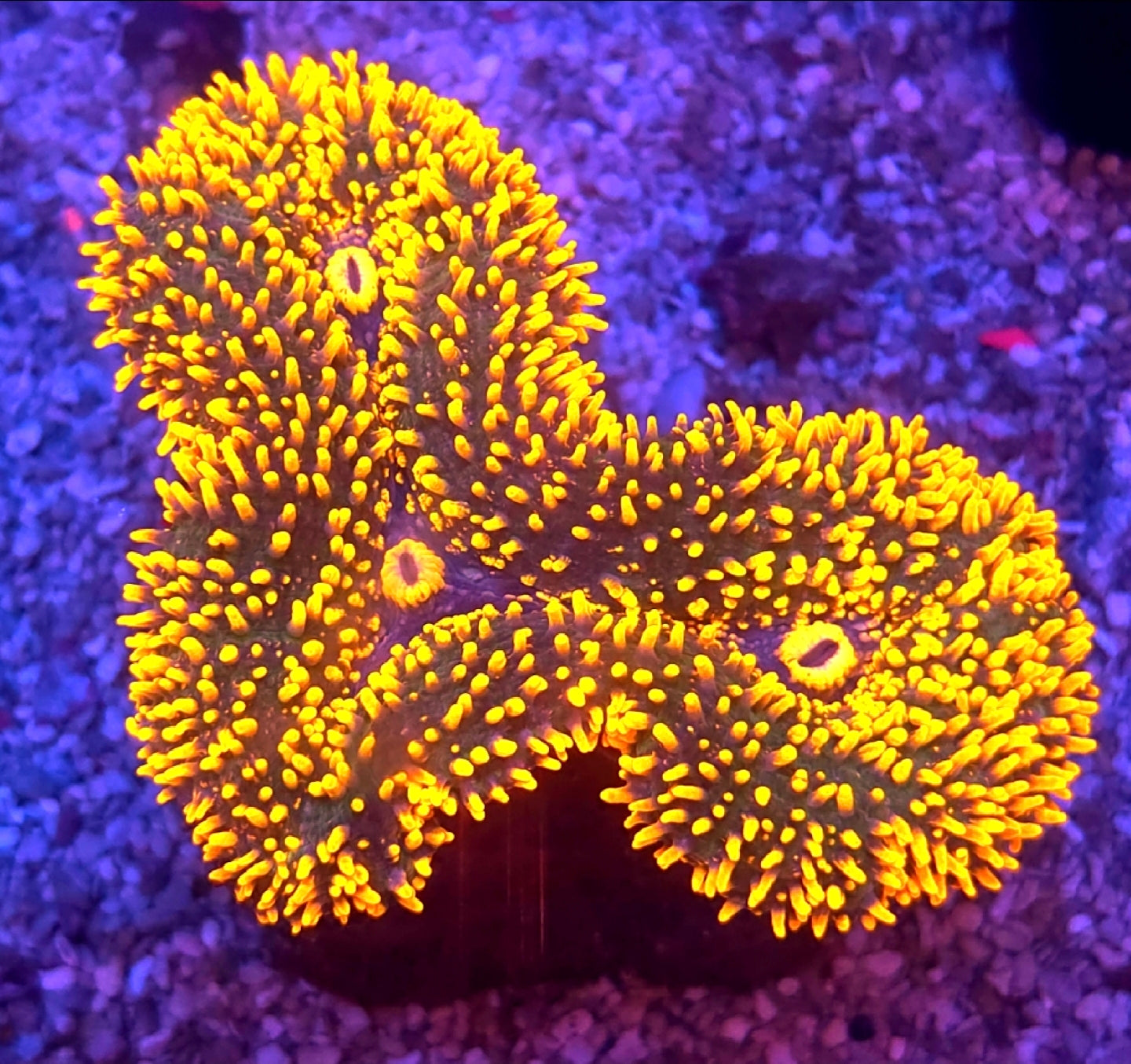 WYSIWYG Orange with Blue base Carpet lobo coral