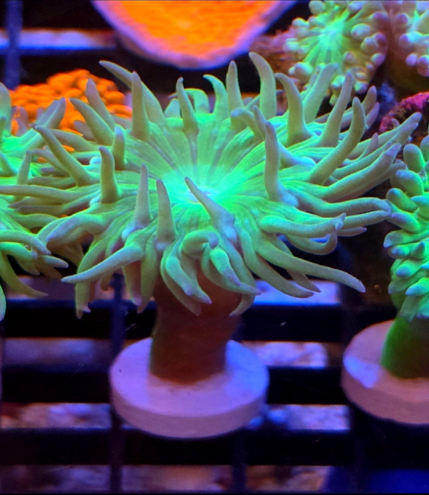 WYSIWYG Neon Green Duncan Coral frag