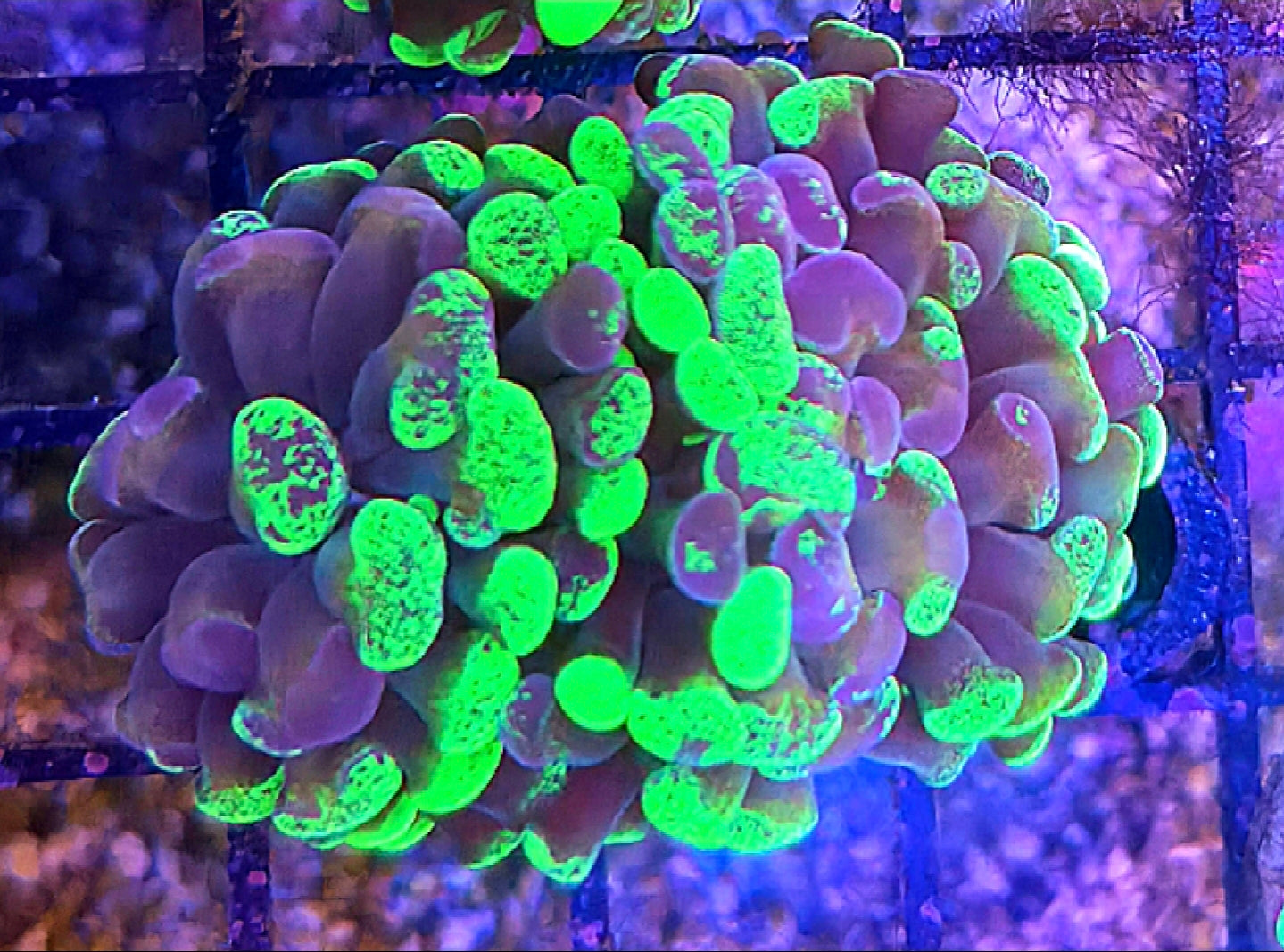 WYSIWYG Toxic Splatter Hammer coral frag 2 heads