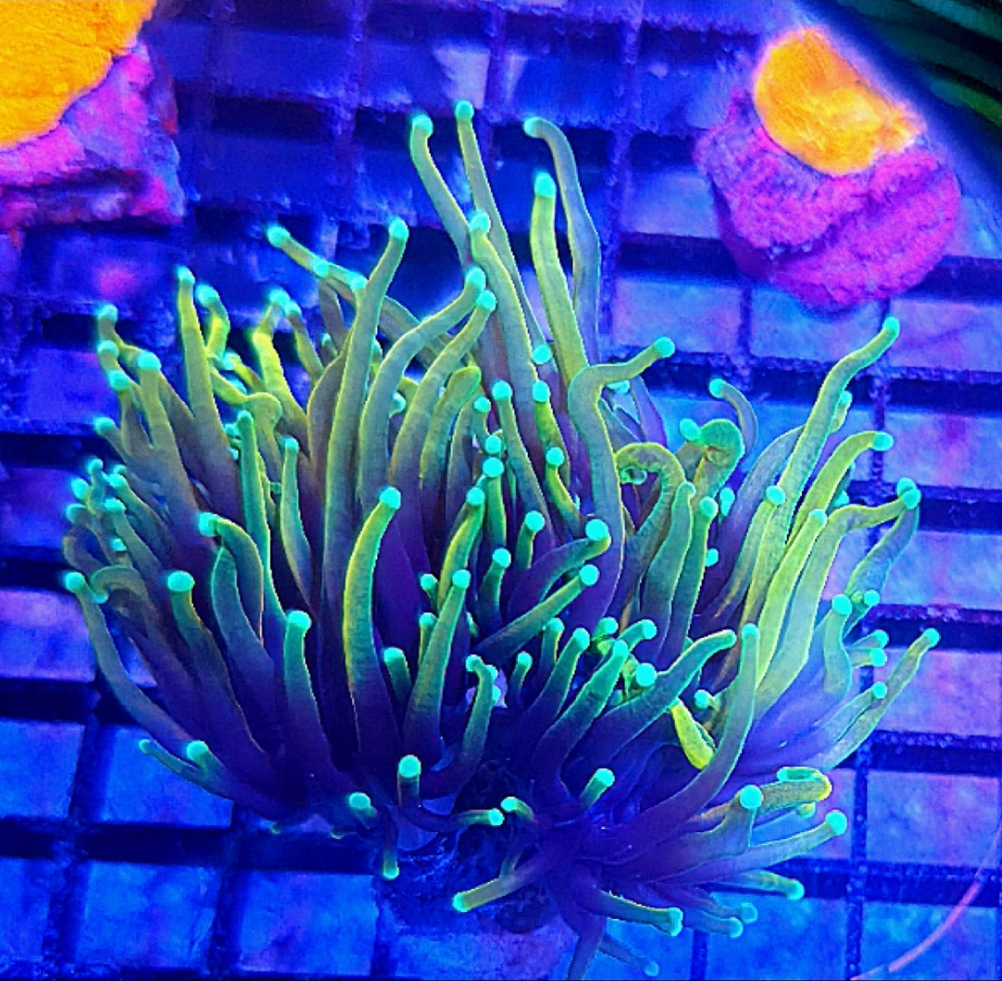 WYSIWYG Dragon Tamer Torch coral frag 2 heads
