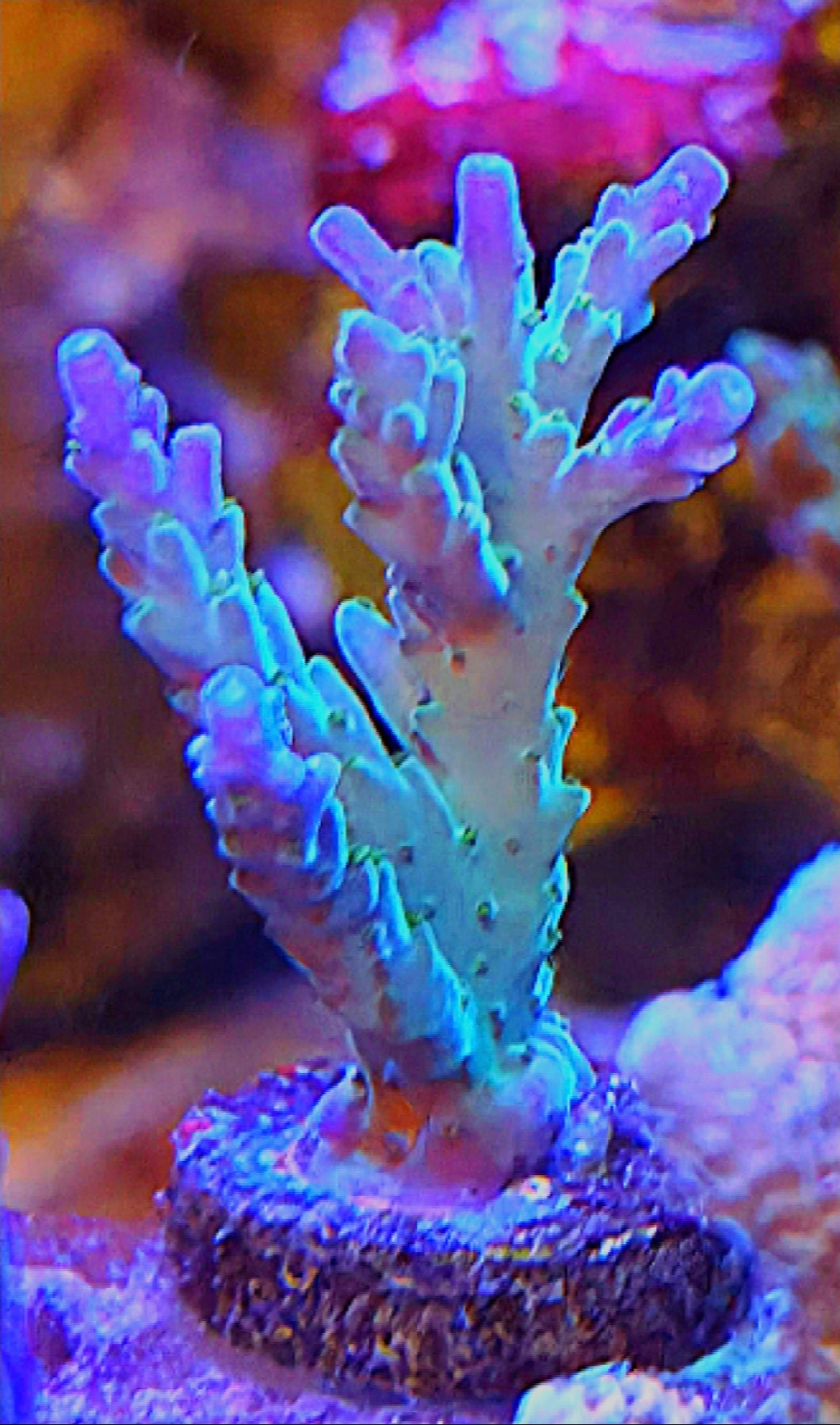 WYSIWYG Tri-color Valida coral frag