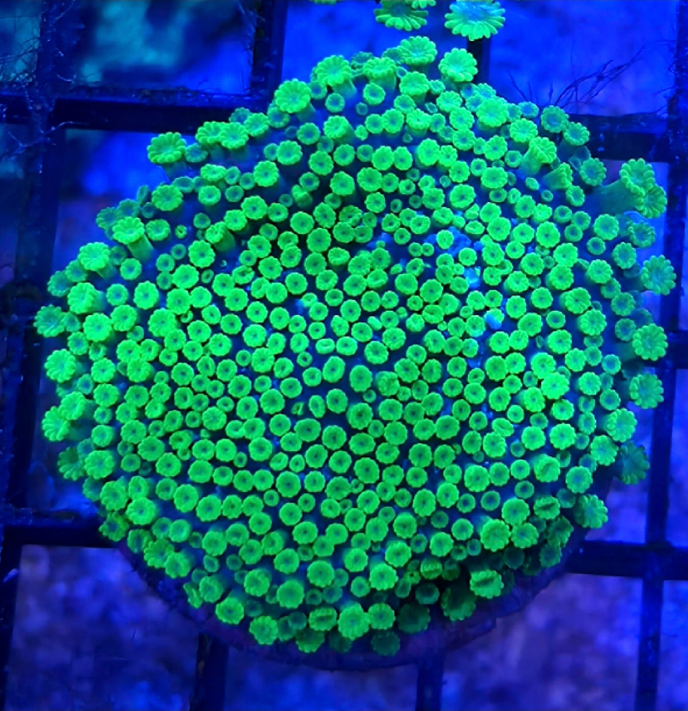 WYSIWYG Toxic Green Bernardpora coral frag